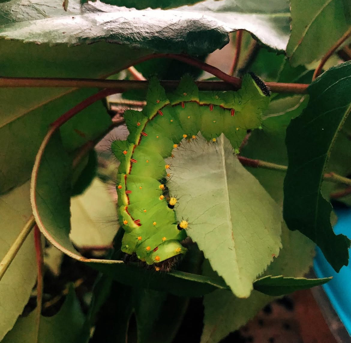 Live butterflies and moths for sale online UK. Order eggs, caterpillars, pupae, and cocoons. Watch the lifecycle unfold with insects to rear at home!