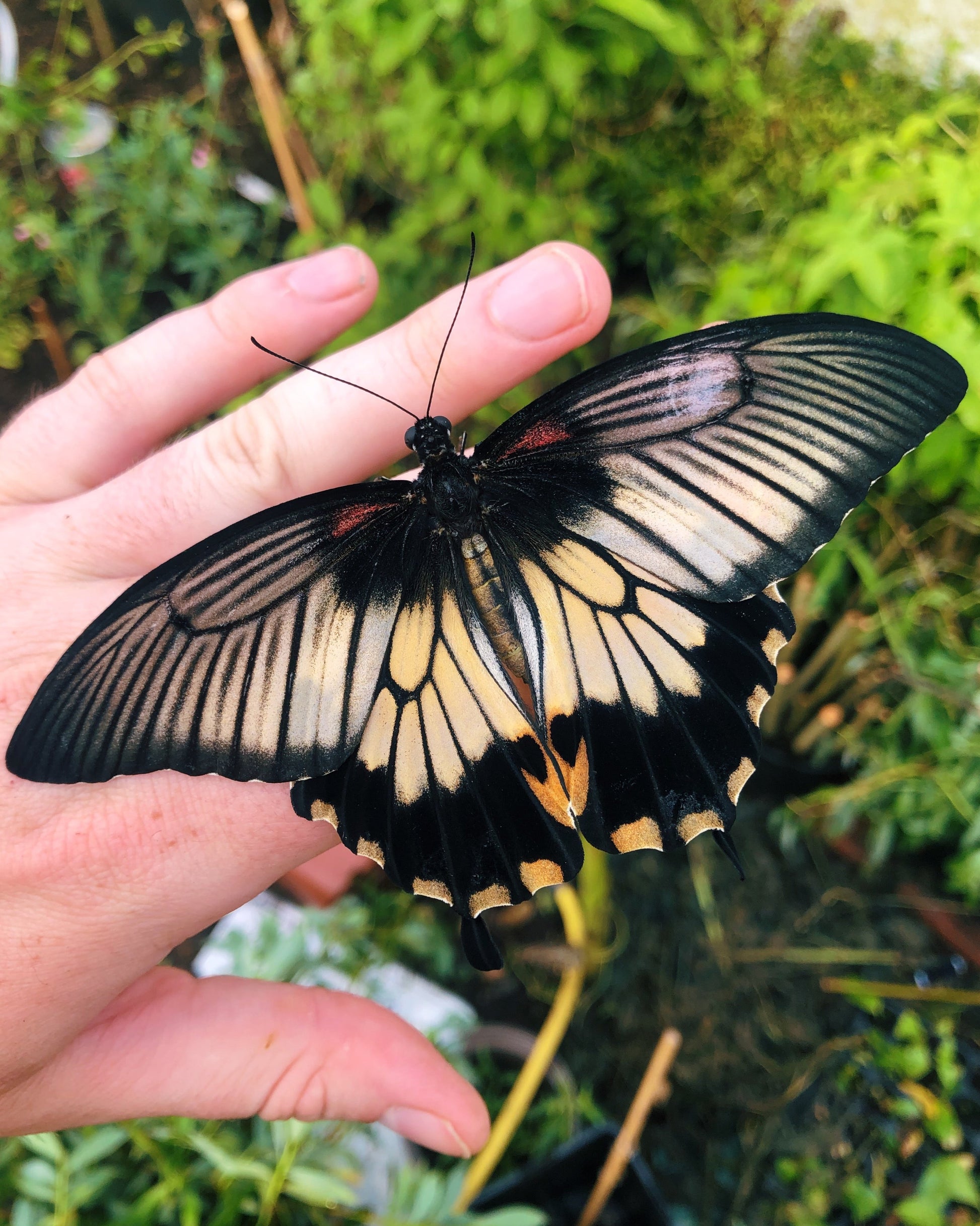 Live butterflies and moths for sale online UK. Order eggs, caterpillars, pupae, and cocoons. Watch the lifecycle unfold with insects to rear at home!