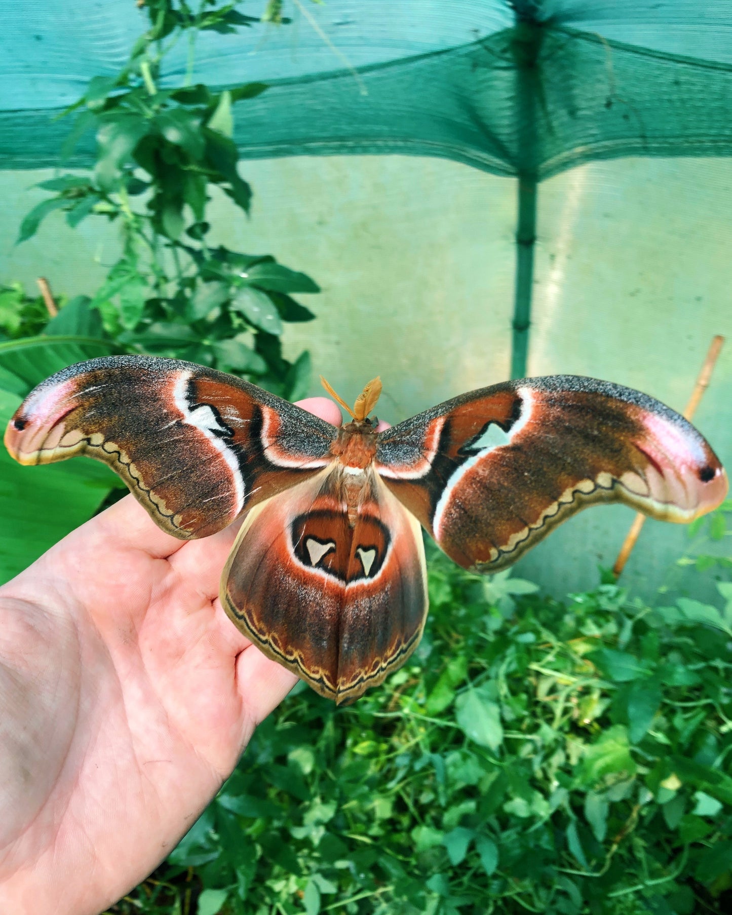 Live butterflies and moths for sale online UK. Order eggs, caterpillars, pupae, and cocoons. Watch the lifecycle unfold with insects to rear at home!