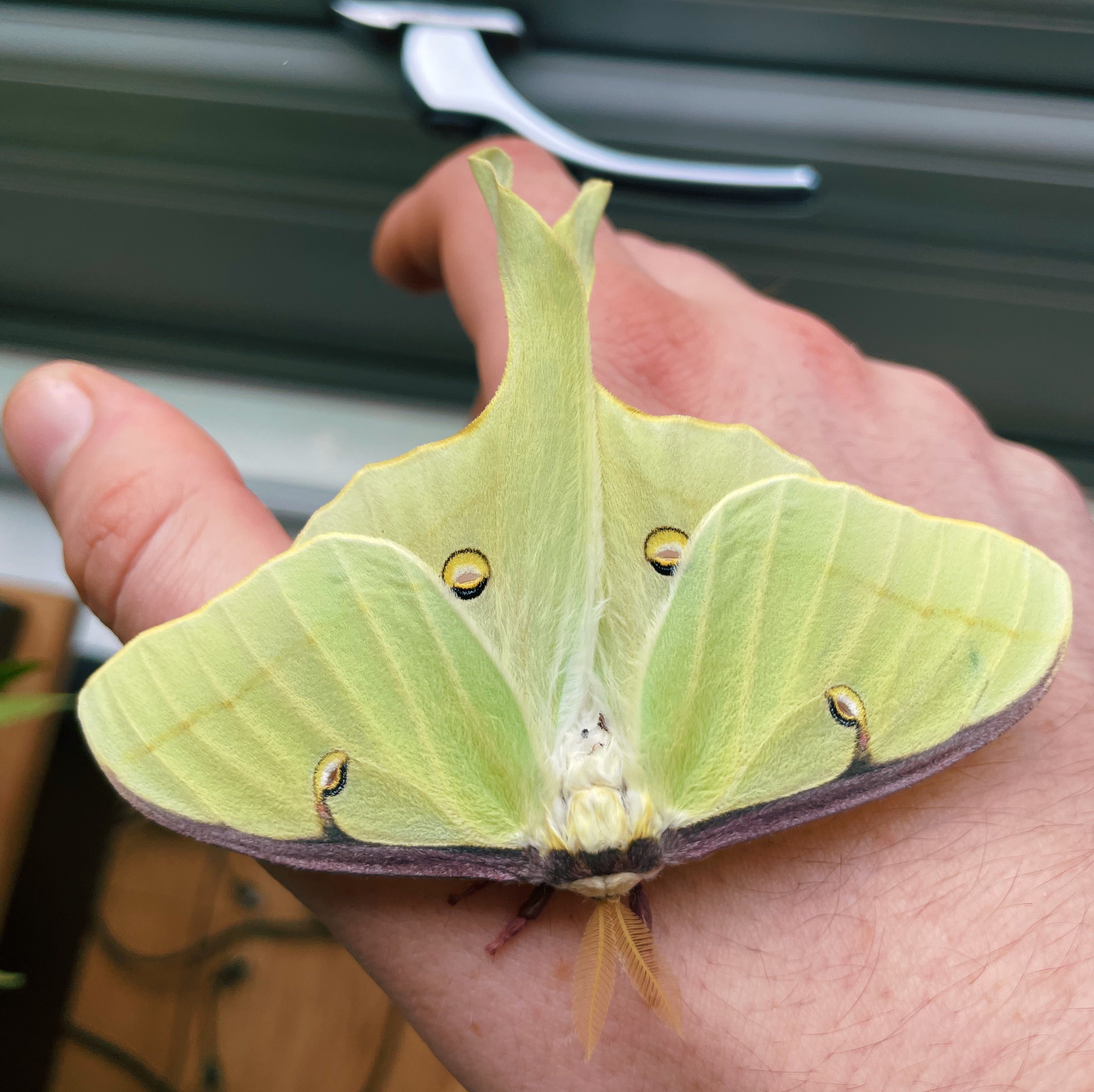 Live Luna moth eggs and cocoons for sale