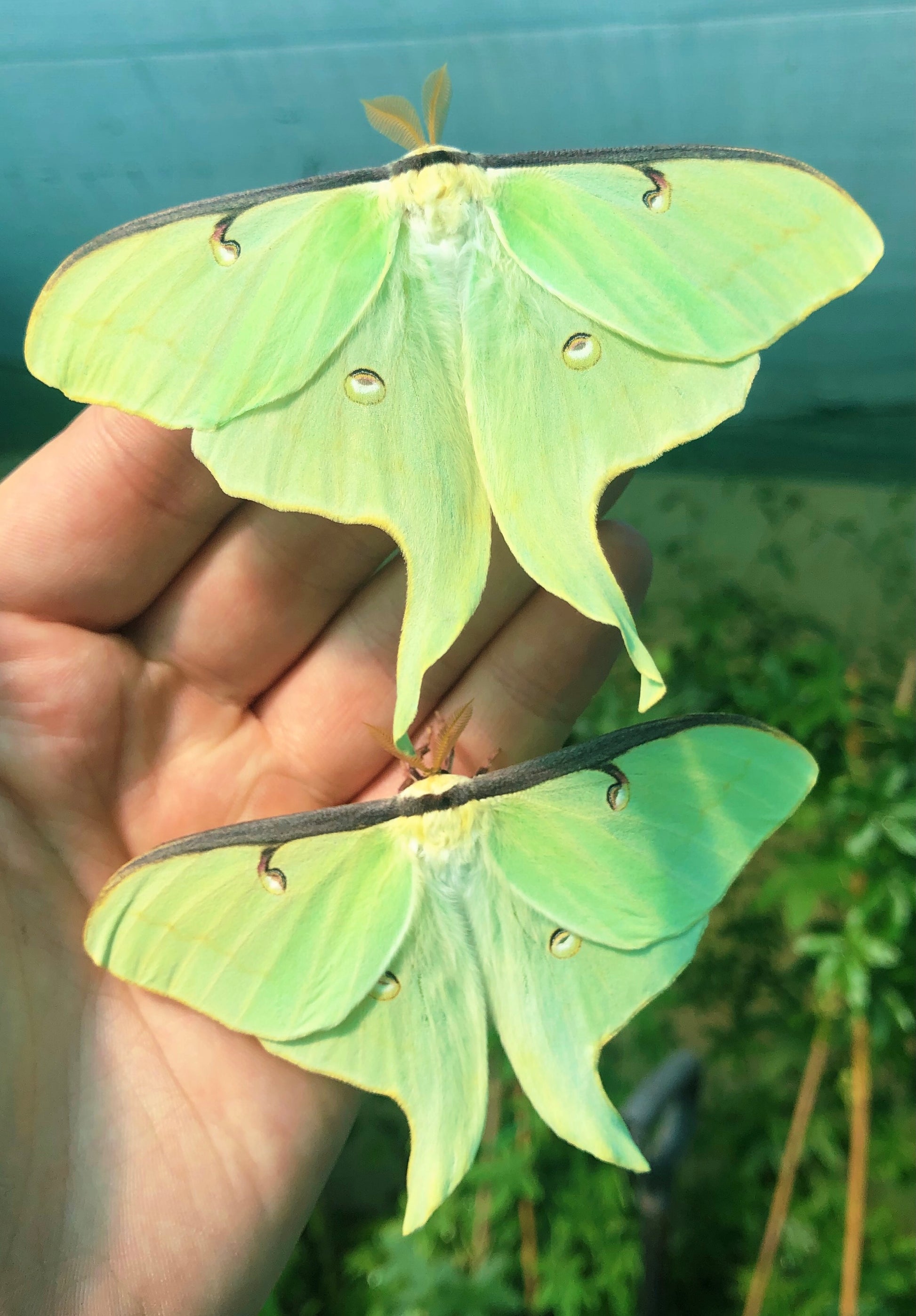 Live butterflies and moths for sale online UK. Order eggs, caterpillars, pupae, and cocoons. Watch the lifecycle unfold with insects to rear at home!