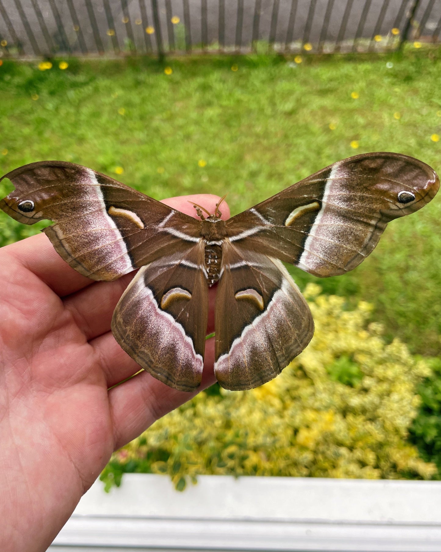 Live butterflies and moths for sale online UK. Order eggs, caterpillars, pupae, and cocoons. Watch the lifecycle unfold with insects to rear at home!