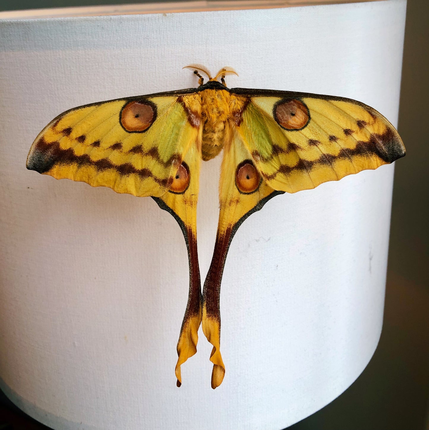 Live butterflies and moths for sale online UK. Order eggs, caterpillars, pupae, and cocoons. Watch the lifecycle unfold with insects to rear at home!