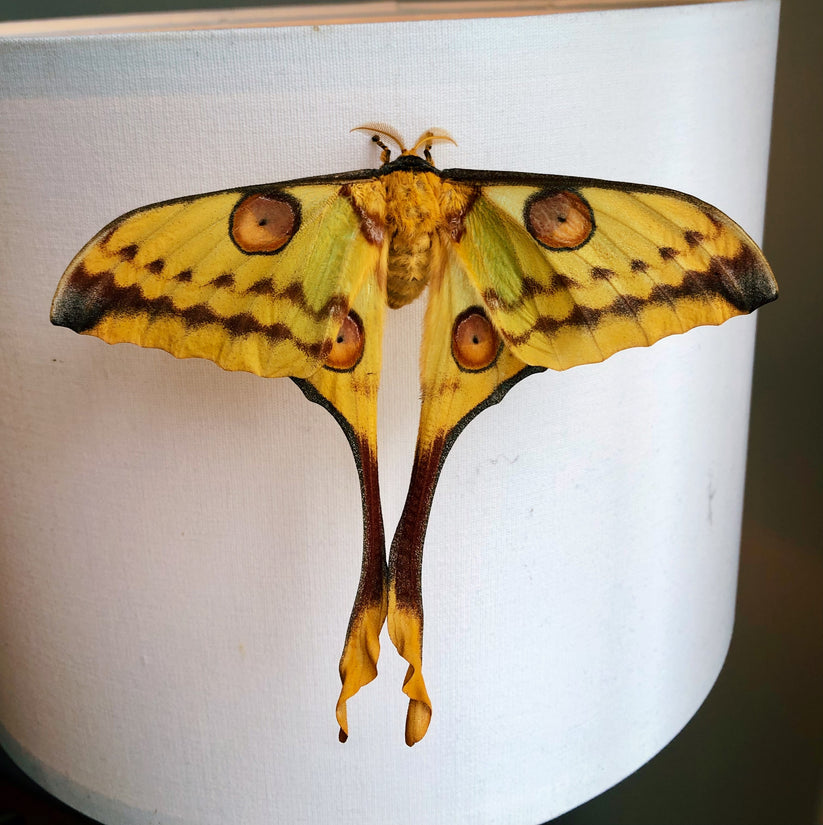Argema mittrei Cocoons for Sale | Madagascan Comet Moth UK – Bugs ...
