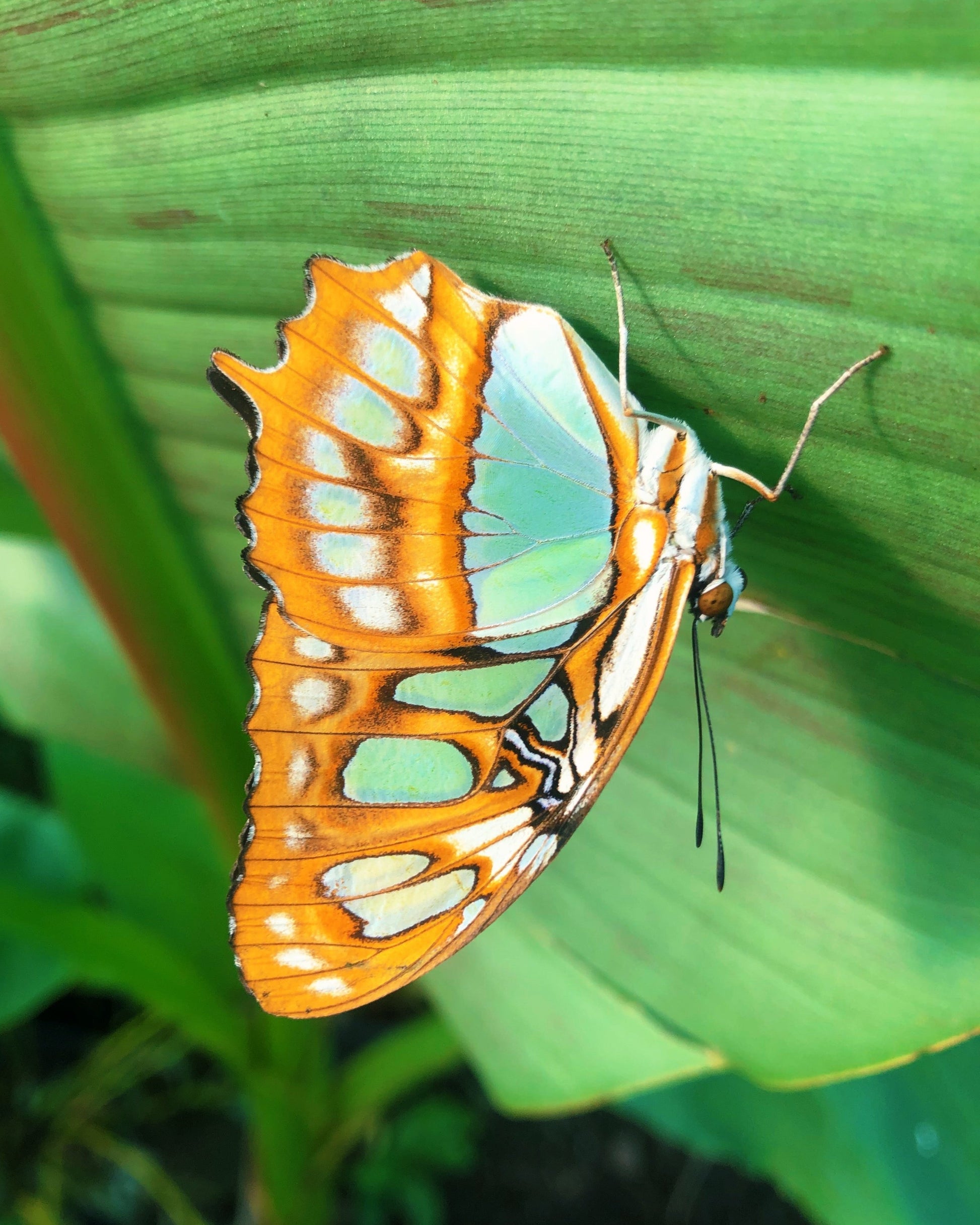 Live butterflies and moths for sale online UK. Buy eggs, caterpillars, pupae, and cocoons. Watch the lifecycle unfold with insects to rear at home!