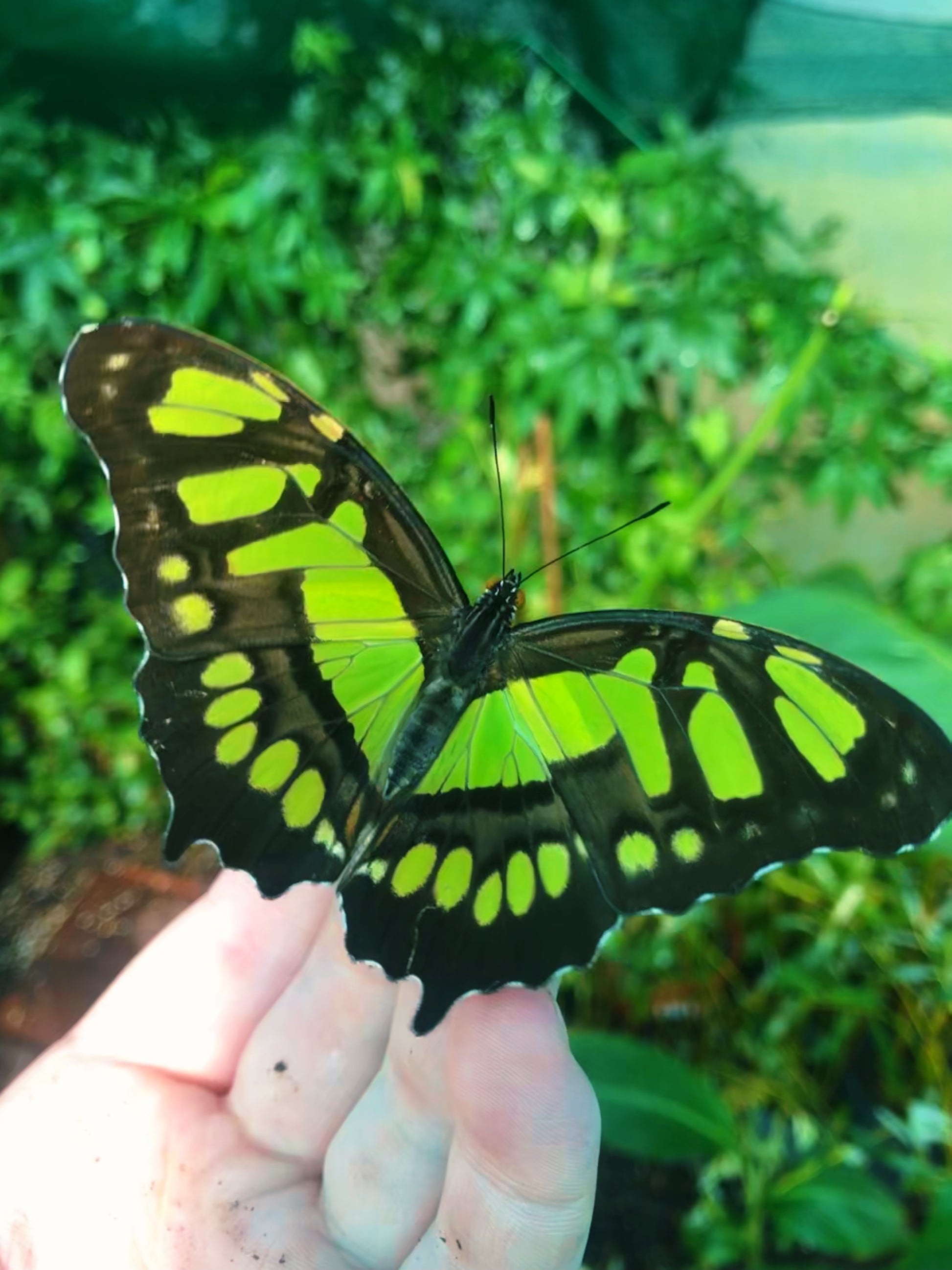 Live butterflies and moths for sale online UK. Buy eggs, caterpillars, pupae, and cocoons. Watch the lifecycle unfold with insects to rear at home!