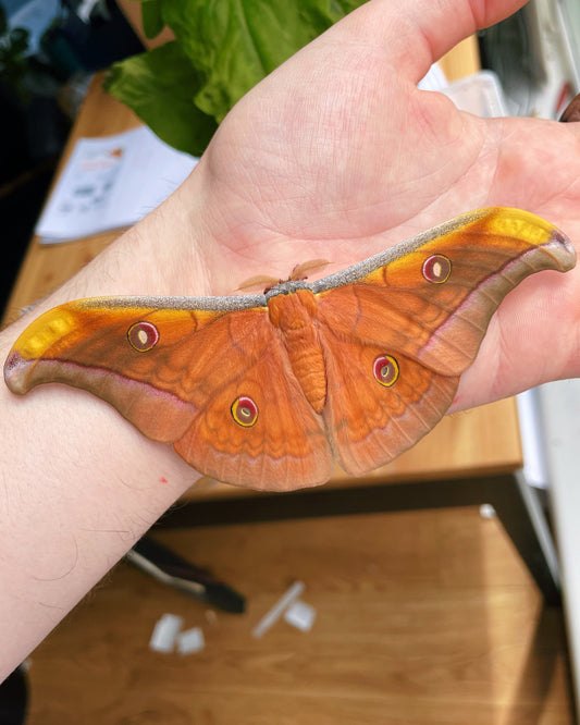 Live butterflies and moths for sale online UK. Order eggs, caterpillars, pupae, and cocoons. Watch the lifecycle unfold with insects to rear at home!