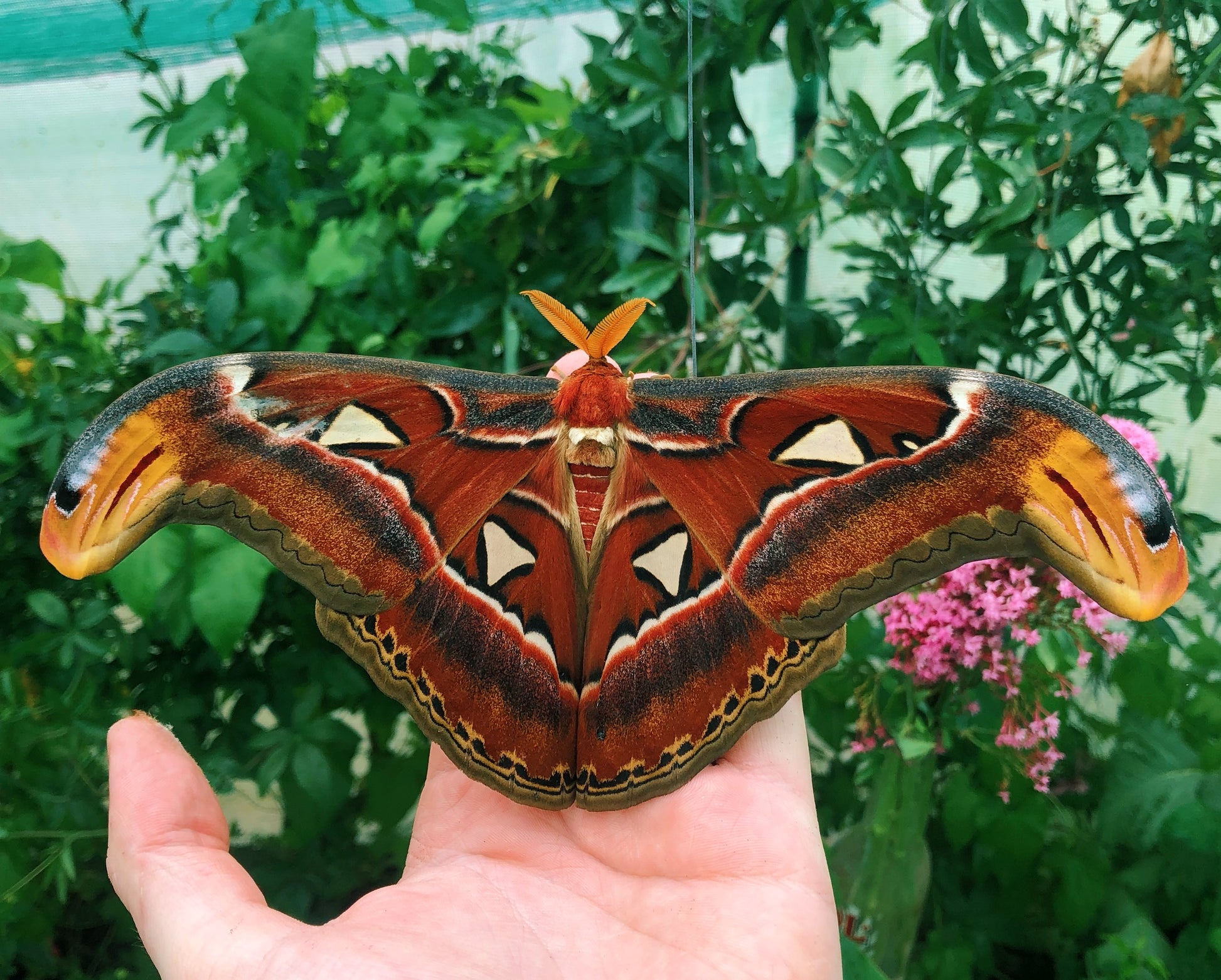 Live butterflies and moths for sale online UK. Order eggs, caterpillars, pupae, and cocoons. Watch the lifecycle unfold with insects to rear at home!