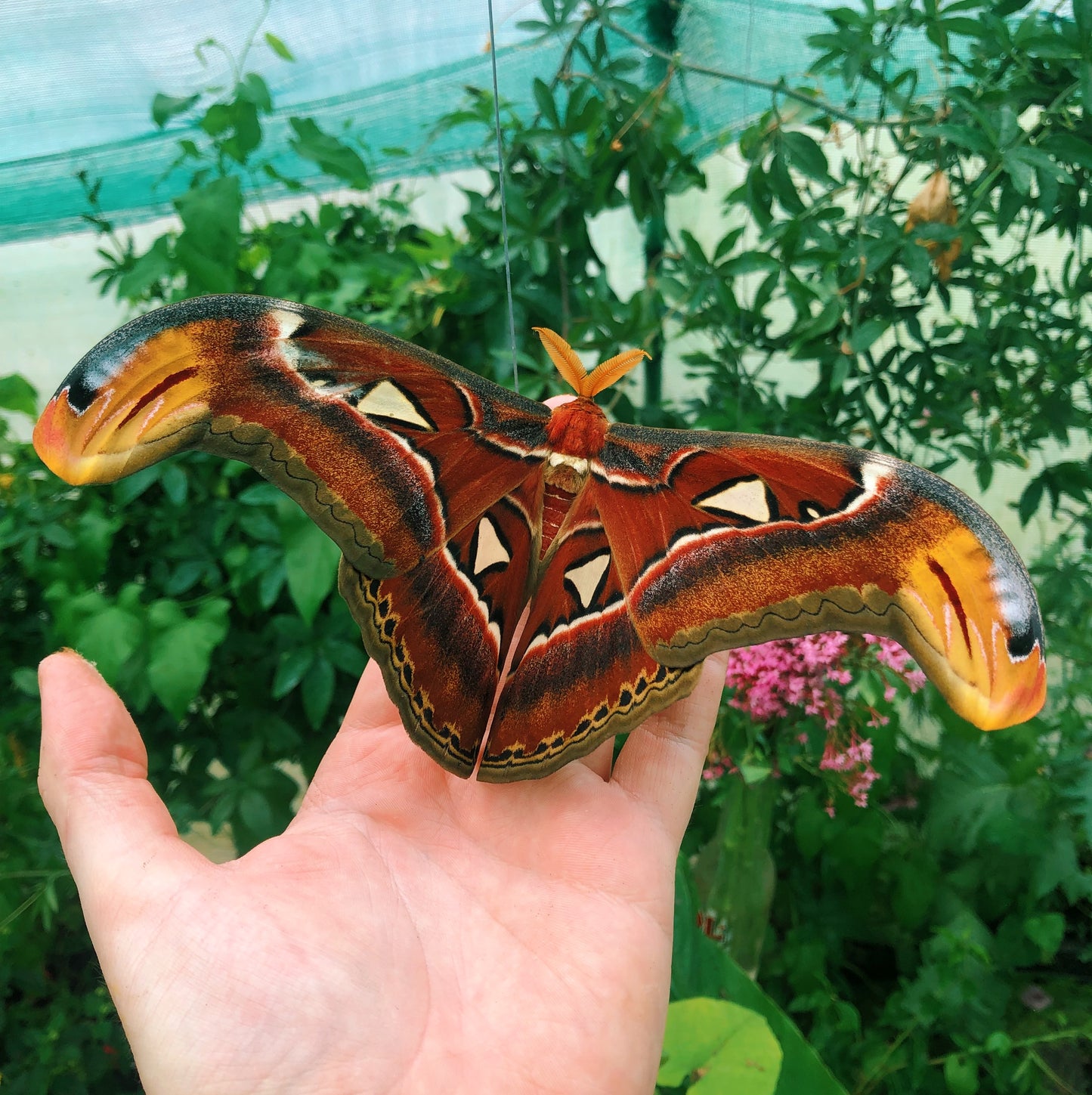 Live butterflies and moths for sale online UK. Order eggs, caterpillars, pupae, and cocoons. Watch the lifecycle unfold with insects to rear at home!