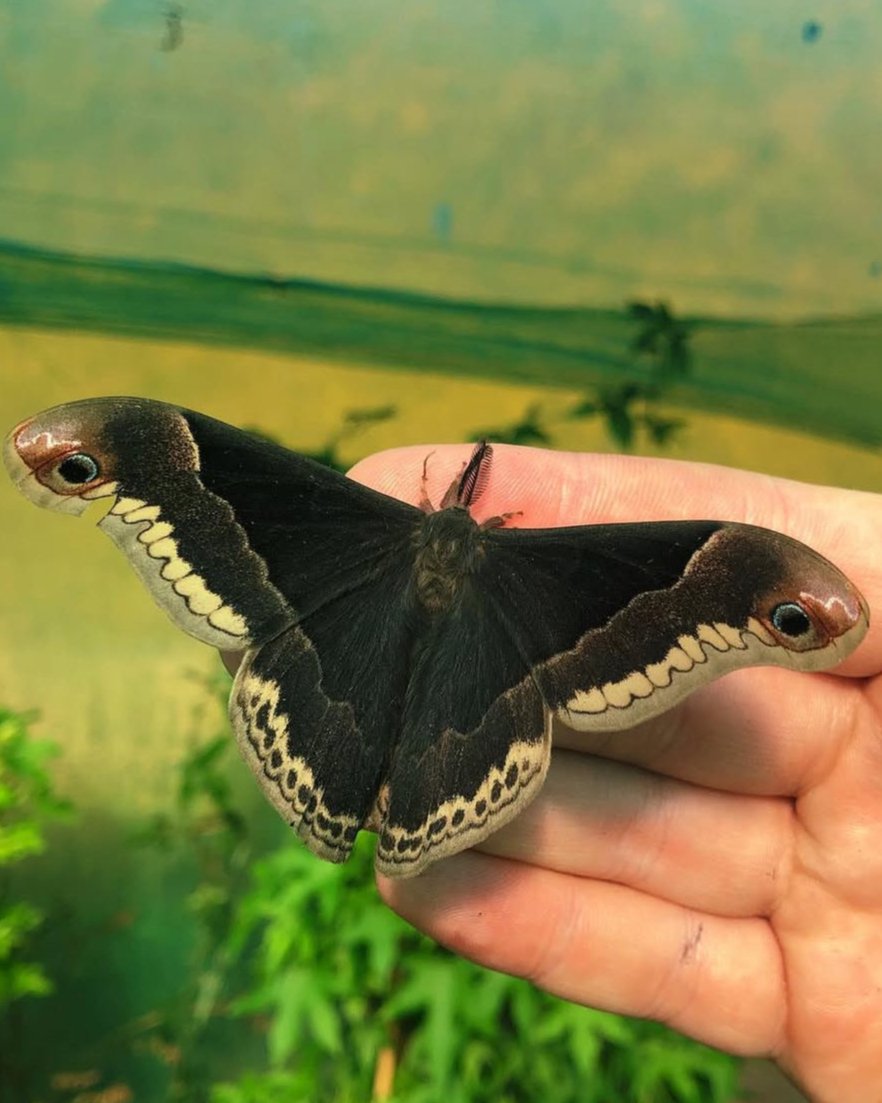 Live butterflies and moths for sale online UK. Order eggs, caterpillars, pupae, and cocoons. Watch the lifecycle unfold with insects to rear at home!