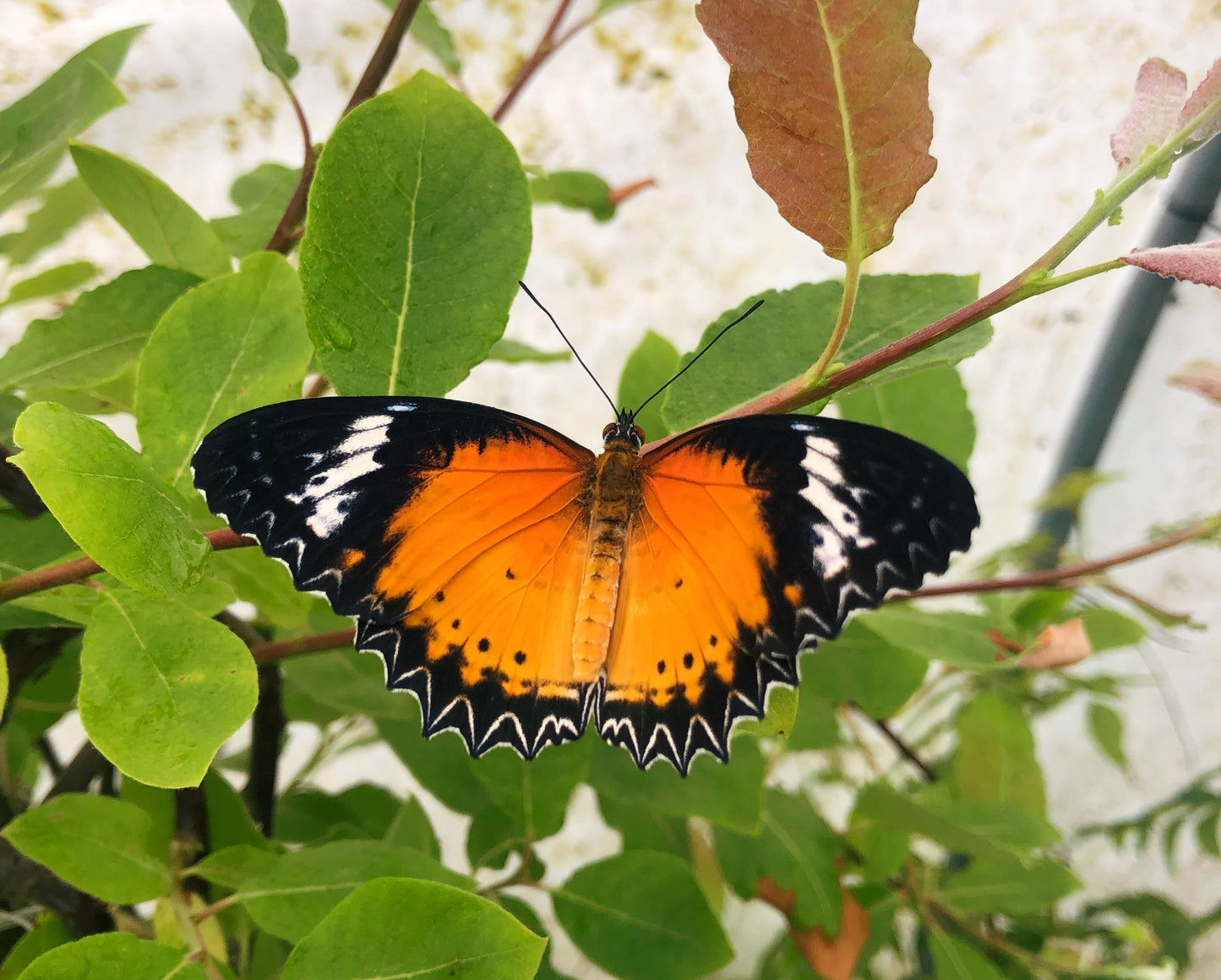 Live butterflies and moths for sale online UK. Order eggs, caterpillars, pupae, and cocoons. Watch the lifecycle unfold with insects to rear at home!