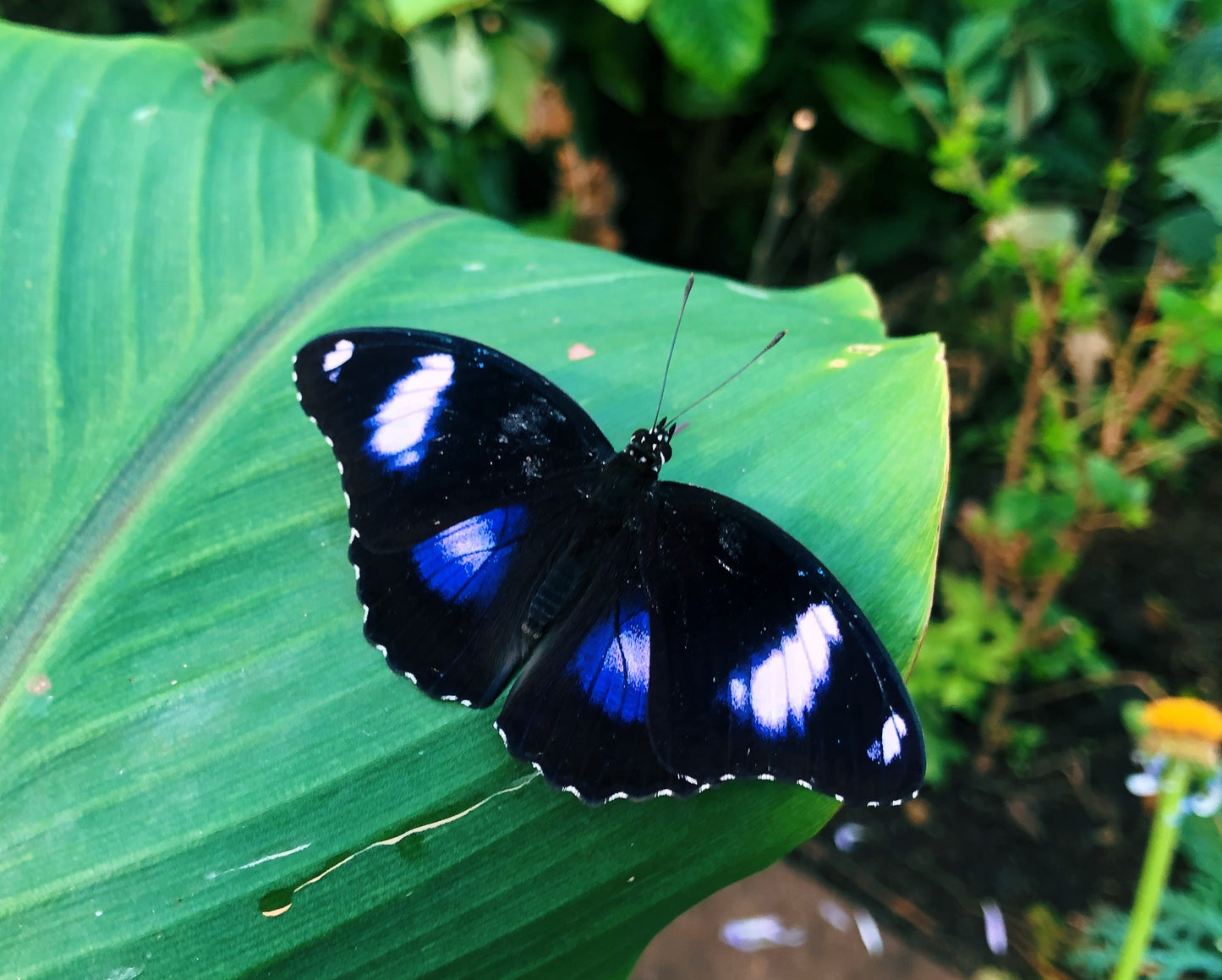 Live butterflies and moths for sale online UK. Order eggs, caterpillars, pupae, and cocoons. Watch the lifecycle unfold with insects to rear at home!