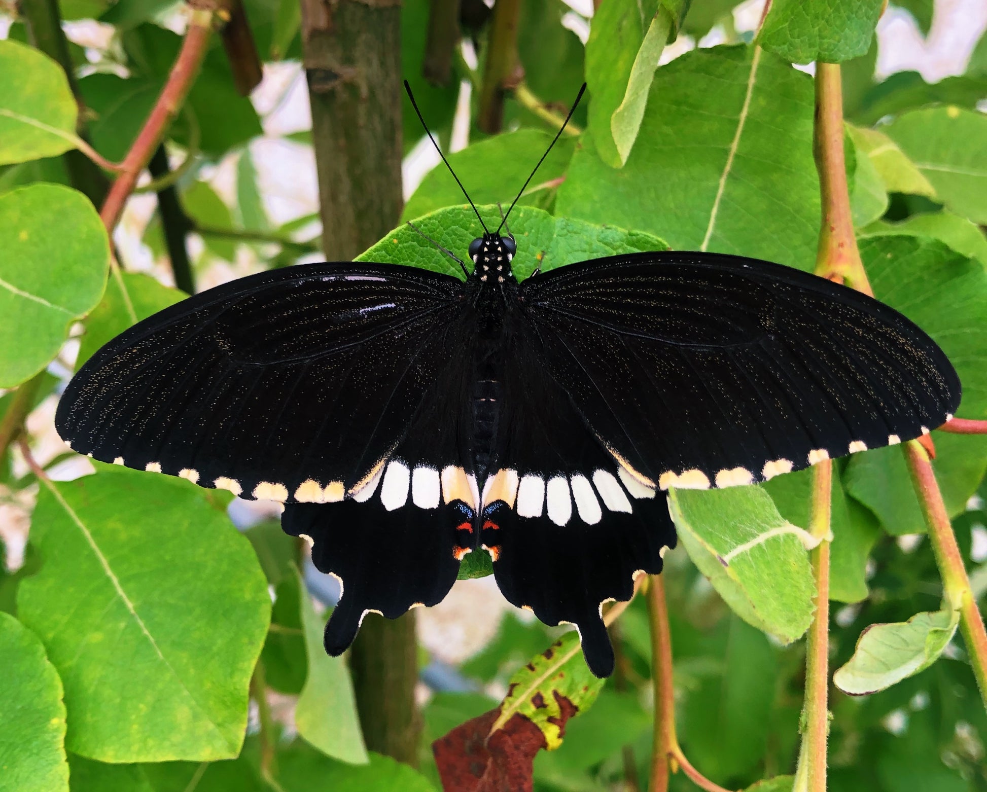 Live butterflies and moths for sale online UK. Order eggs, caterpillars, pupae, and cocoons. Watch the lifecycle unfold with insects to rear at home!