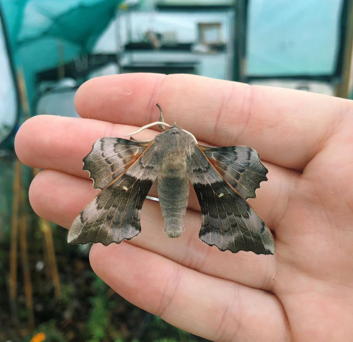 Live butterflies and moths for sale online UK. Order eggs, caterpillars, pupae, and cocoons. Watch the lifecycle unfold with insects to rear at home!