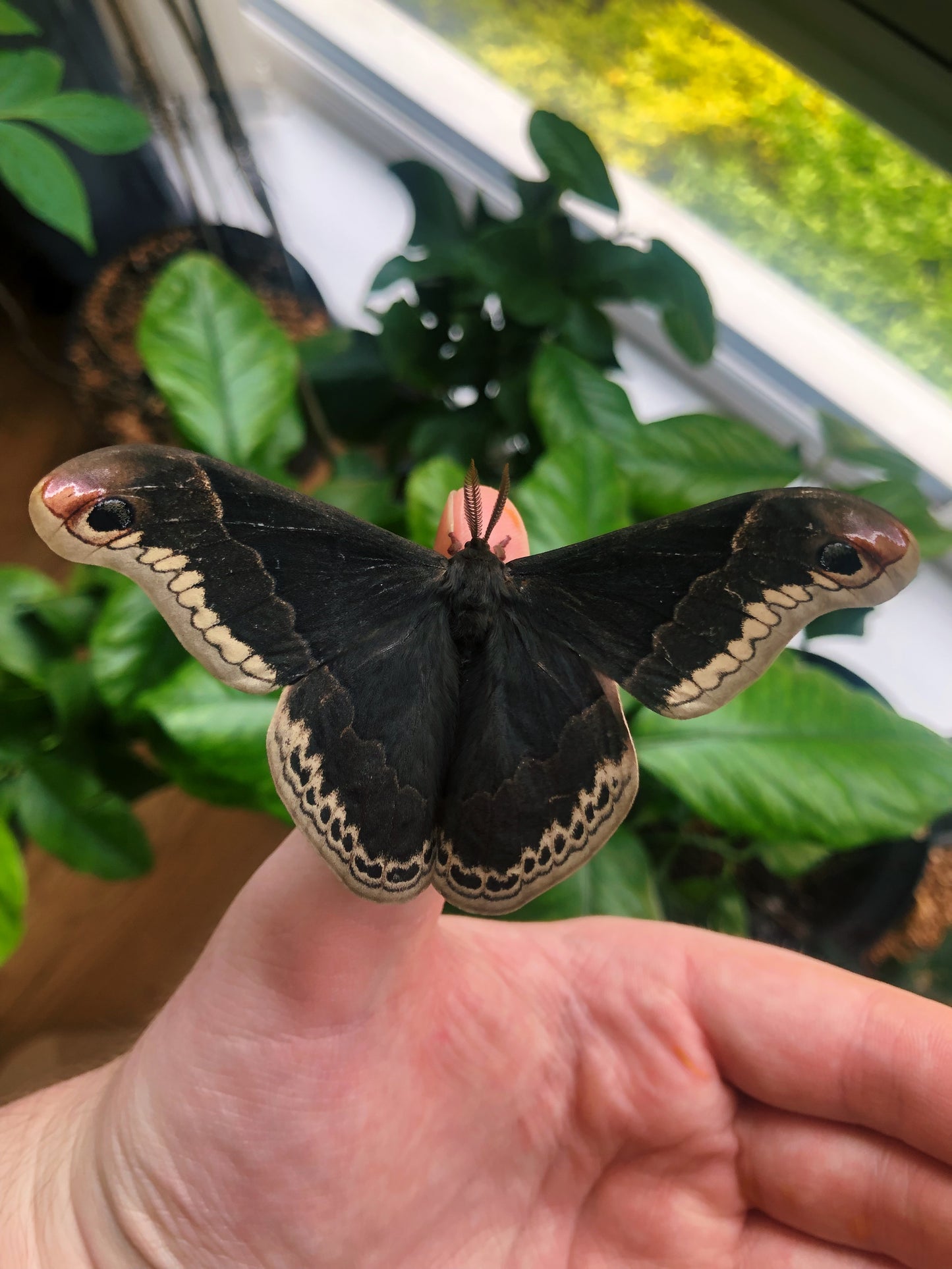 Live butterflies and moths for sale online UK. Order eggs, caterpillars, pupae, and cocoons. Watch the lifecycle unfold with insects to rear at home!