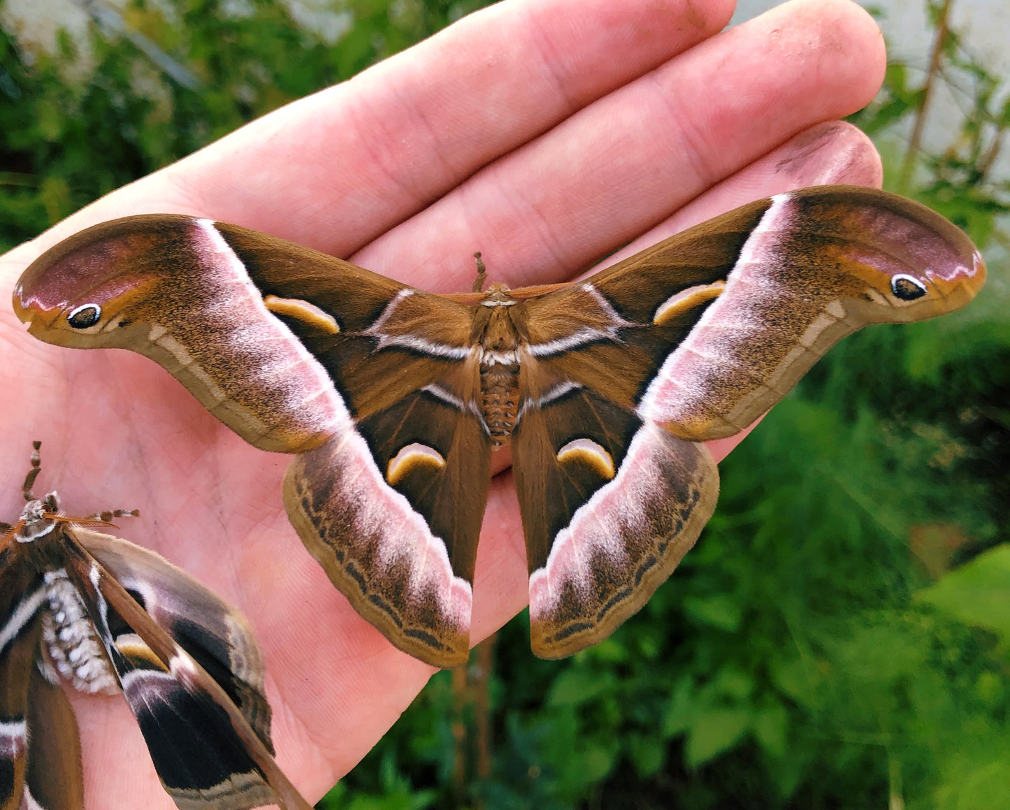 Live butterflies and moths for sale online UK. Order eggs, caterpillars, pupae, and cocoons. Watch the lifecycle unfold with insects to rear at home!