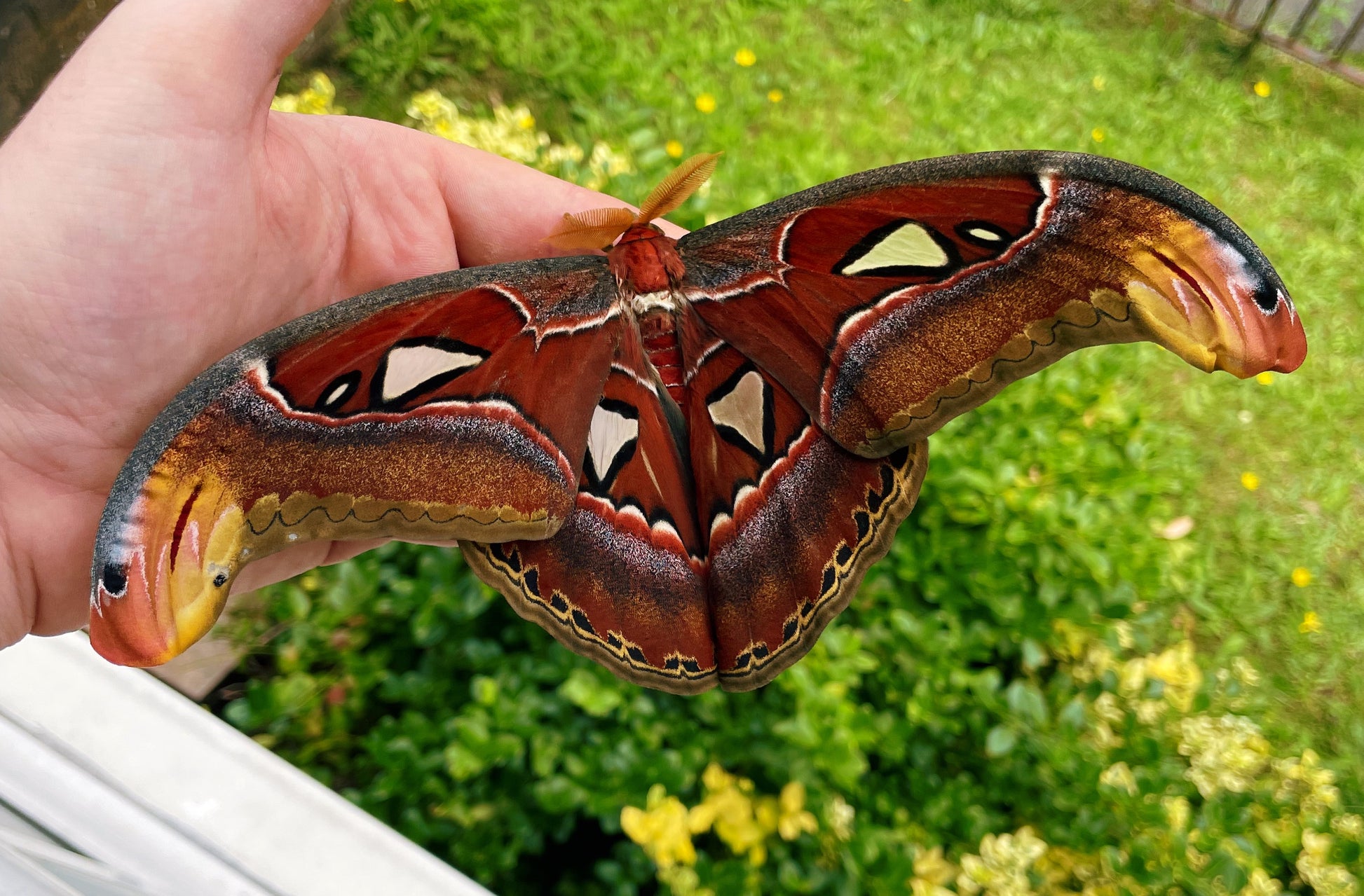 Live butterflies and moths for sale online UK. Order eggs, caterpillars, pupae, and cocoons. Watch the lifecycle unfold with insects to rear at home!