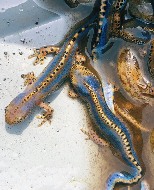 Ichthyosaura alpestris apuanus Eggs for Sale | Italian Alpine Newt ...