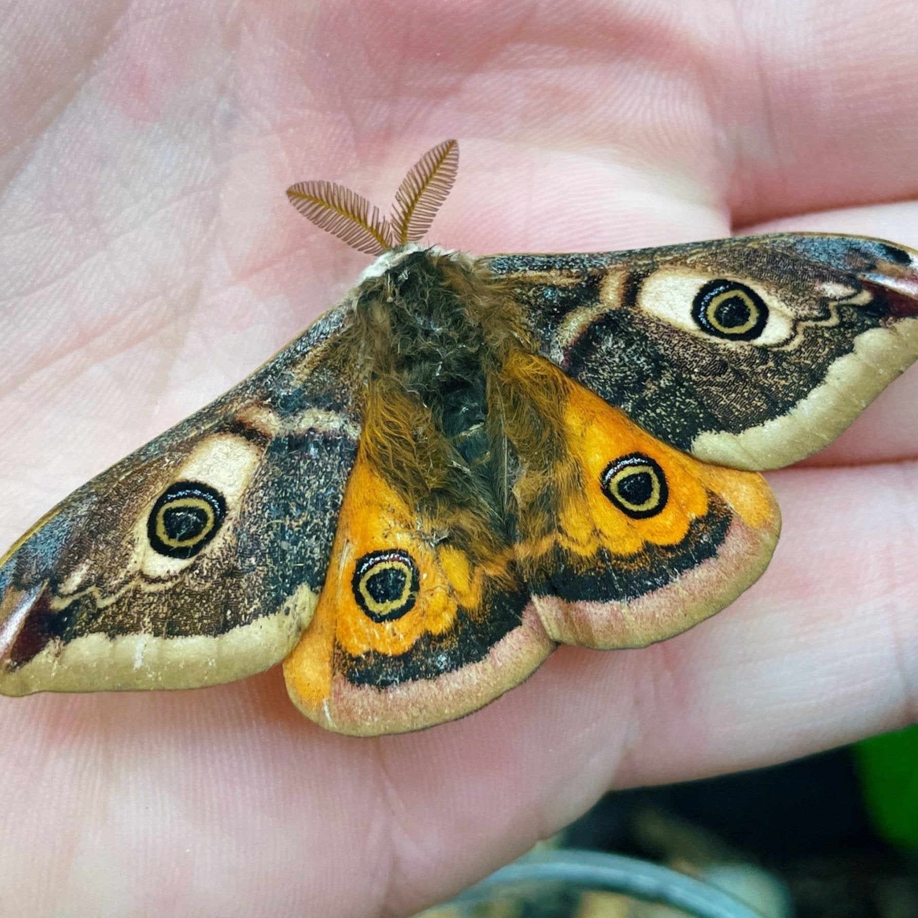 Live butterflies and moths for sale online UK. Order eggs, caterpillars, pupae, and cocoons. Watch the lifecycle unfold with insects to rear at home!