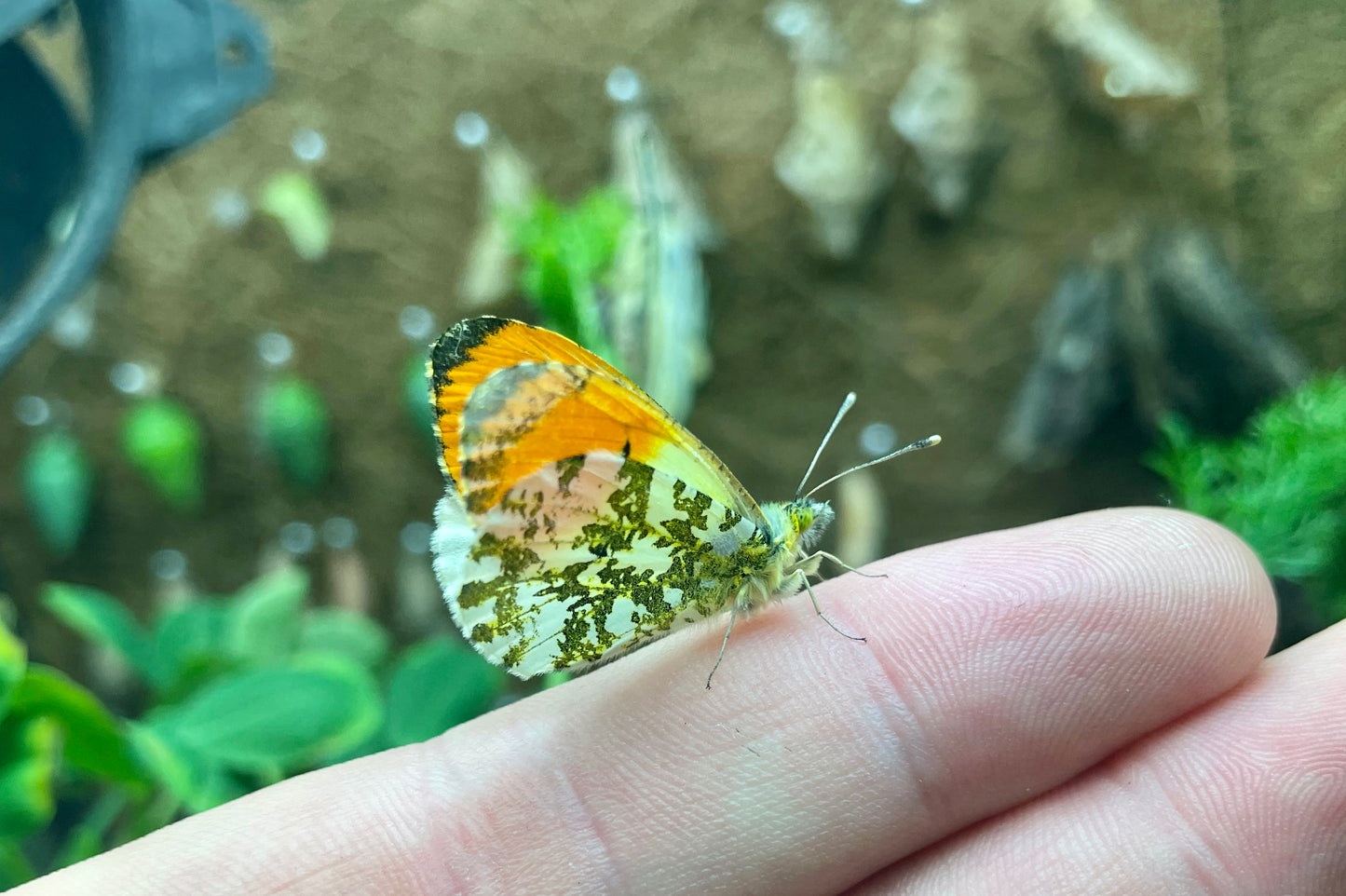 Live butterflies and moths for sale online UK. Buy eggs, caterpillars, pupae, and cocoons. Watch the lifecycle unfold with insects to rear at home!