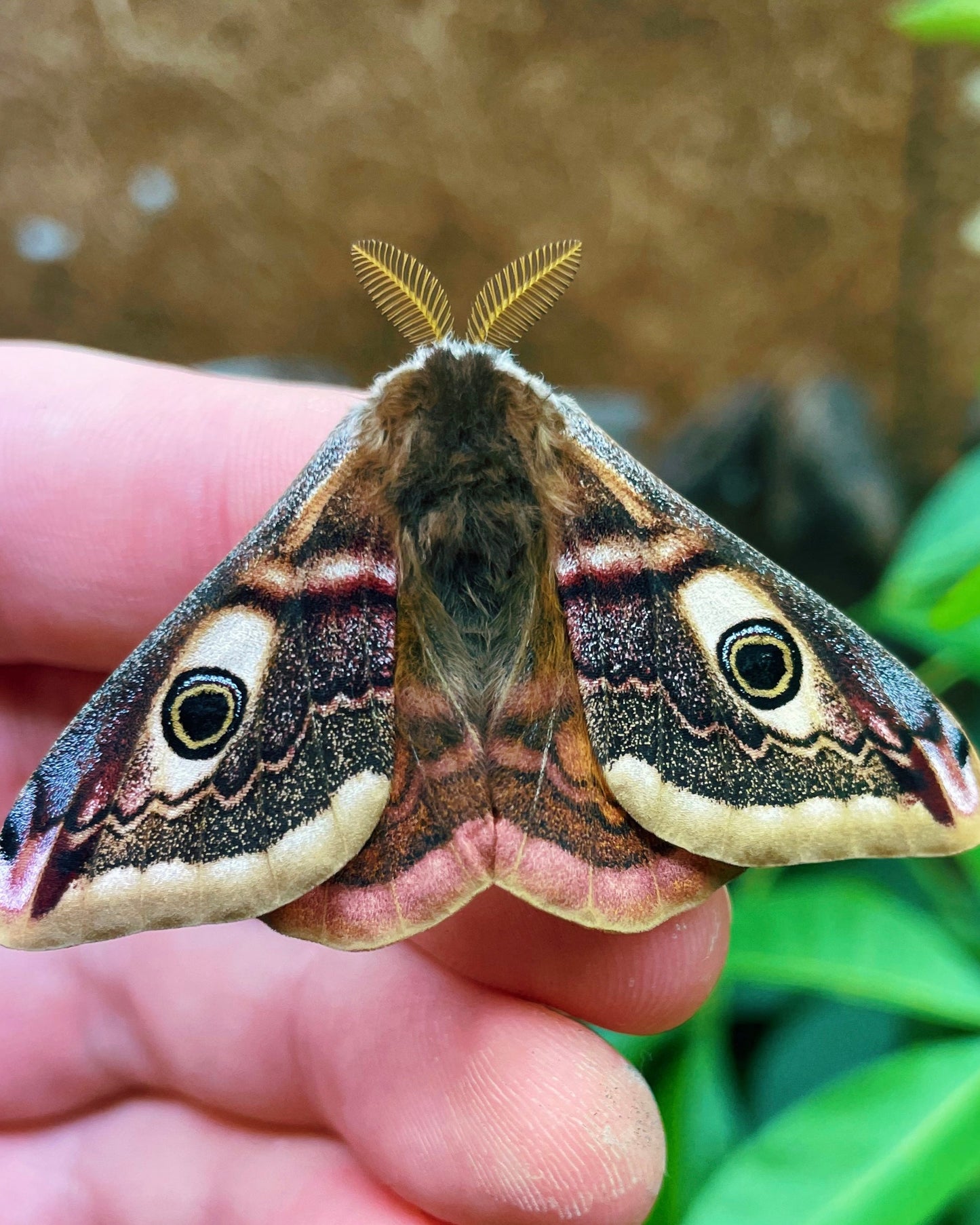 Live butterflies and moths for sale online UK. Order eggs, caterpillars, pupae, and cocoons. Watch the lifecycle unfold with insects to rear at home!