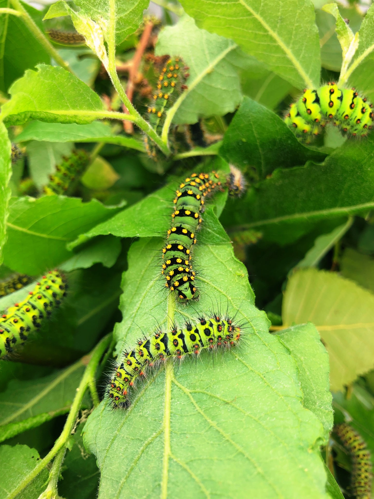 Live butterflies and moths for sale online UK. Order eggs, caterpillars, pupae, and cocoons. Watch the lifecycle unfold with insects to rear at home!