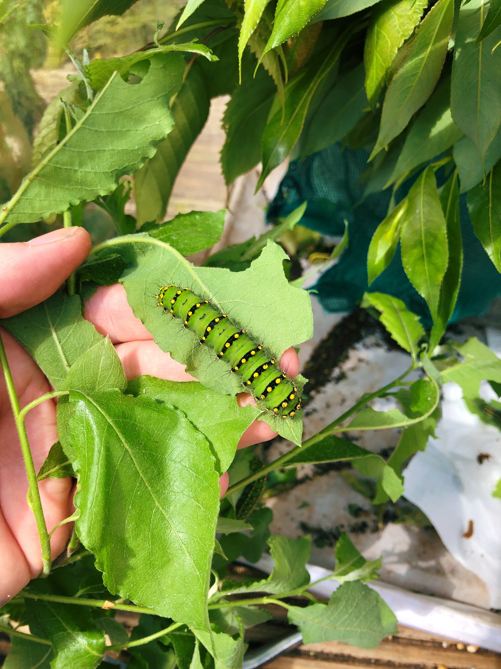 Live butterflies and moths for sale online UK. Order eggs, caterpillars, pupae, and cocoons. Watch the lifecycle unfold with insects to rear at home!