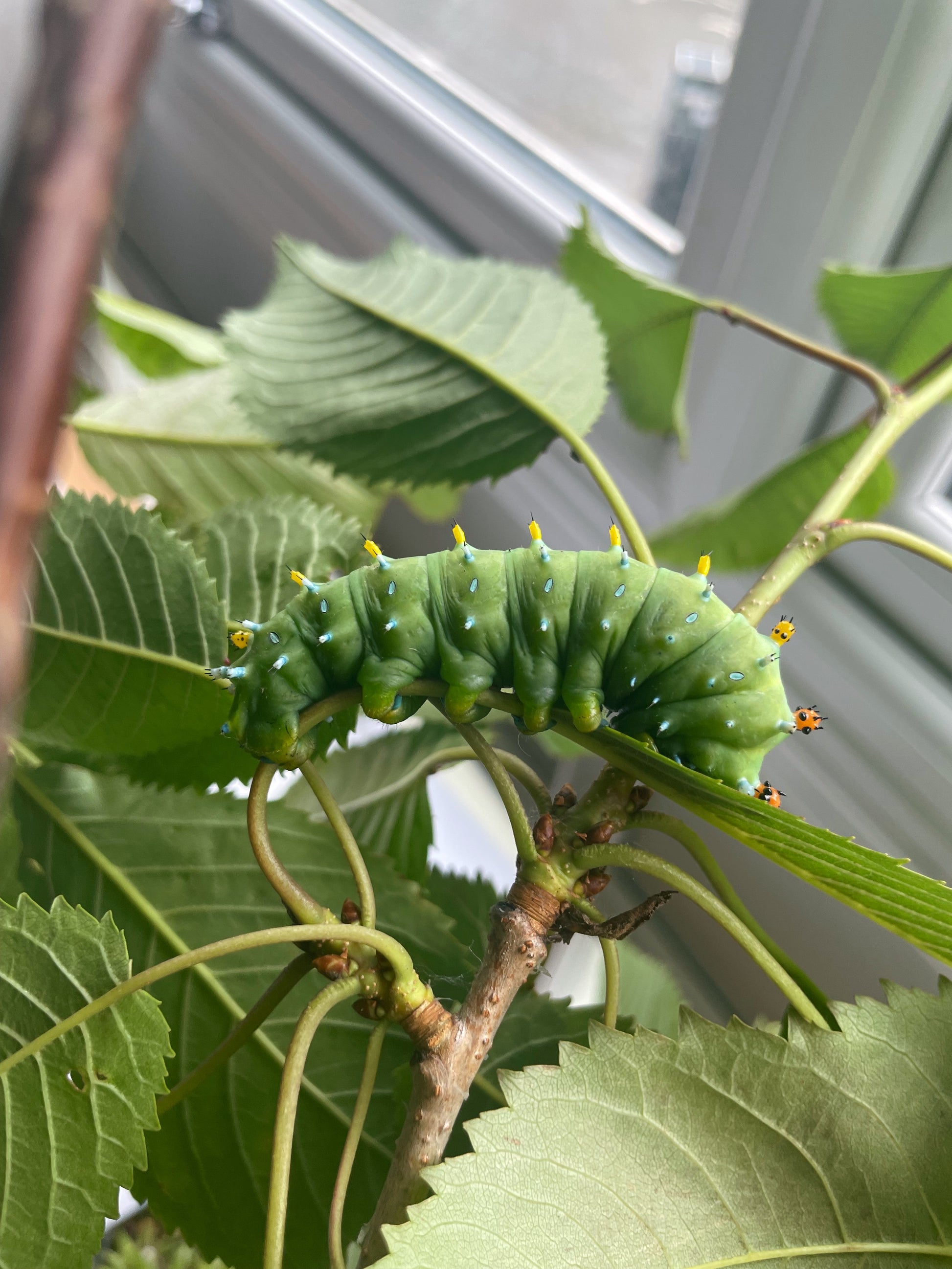 Live butterflies and moths for sale online UK. Order eggs, caterpillars, pupae, and cocoons. Watch the lifecycle unfold with insects to rear at home!