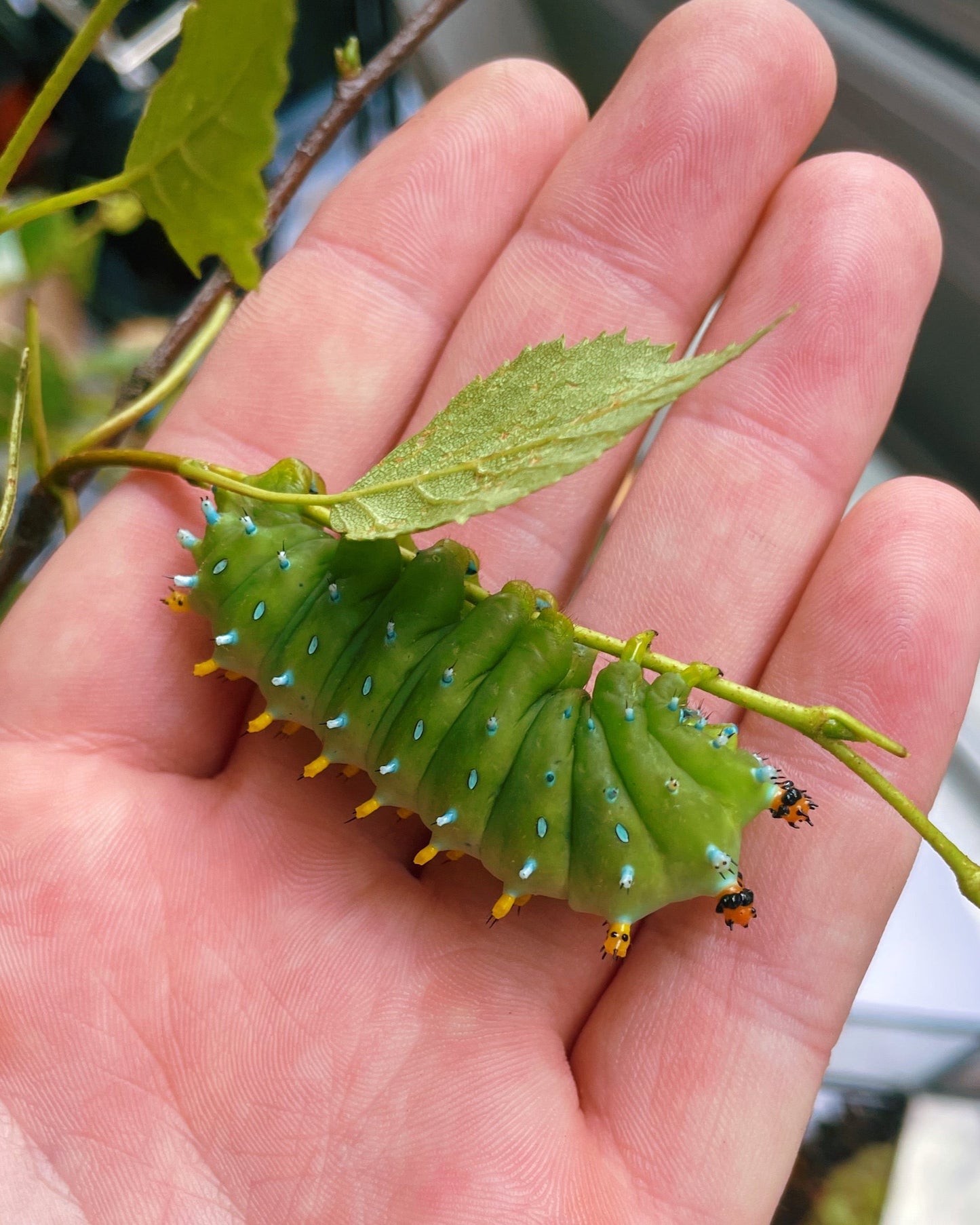 Live butterflies and moths for sale online UK. Order eggs, caterpillars, pupae, and cocoons. Watch the lifecycle unfold with insects to rear at home!