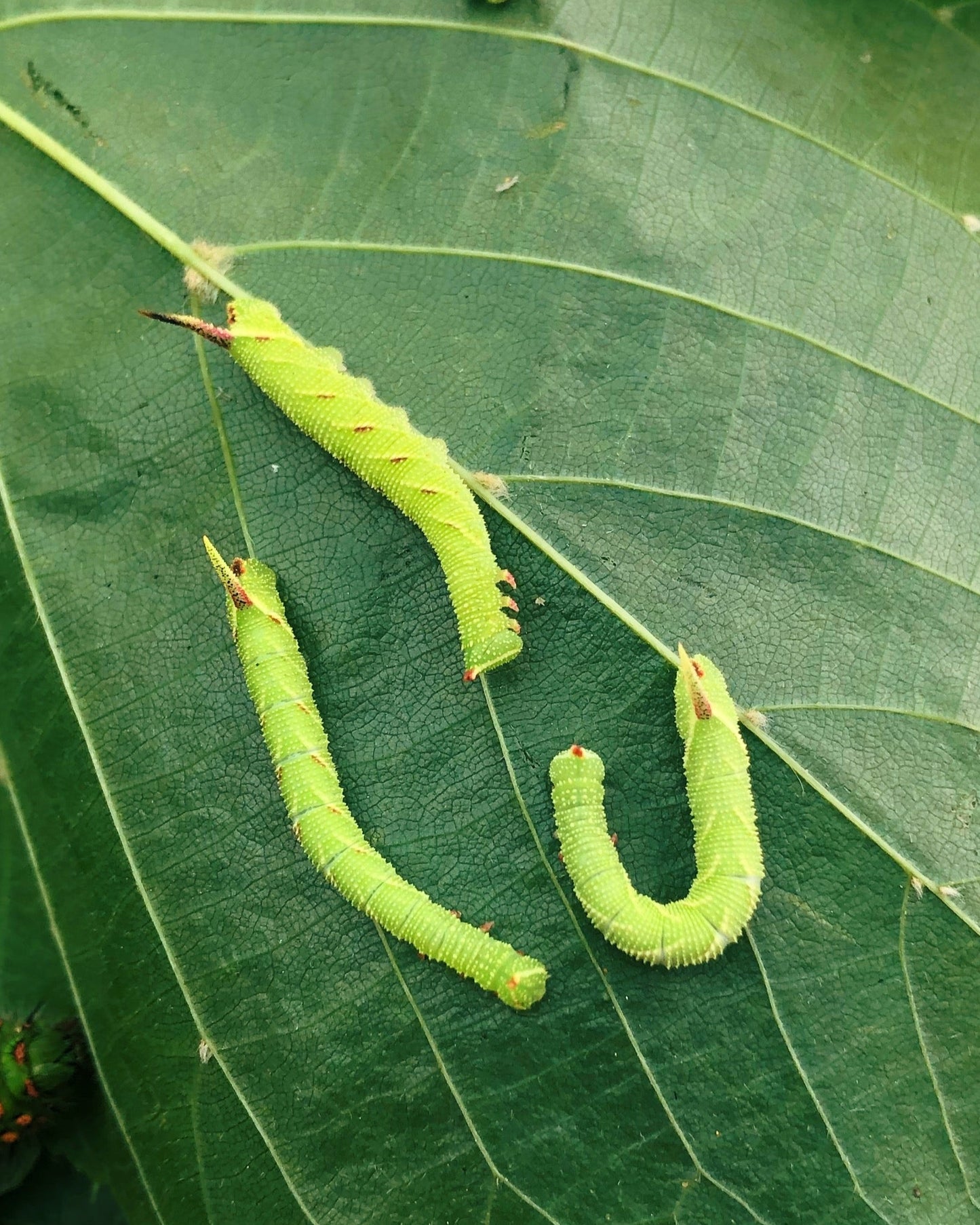 Live butterflies and moths for sale online UK. Order eggs, caterpillars, pupae, and cocoons. Watch the lifecycle unfold with insects to rear at home!