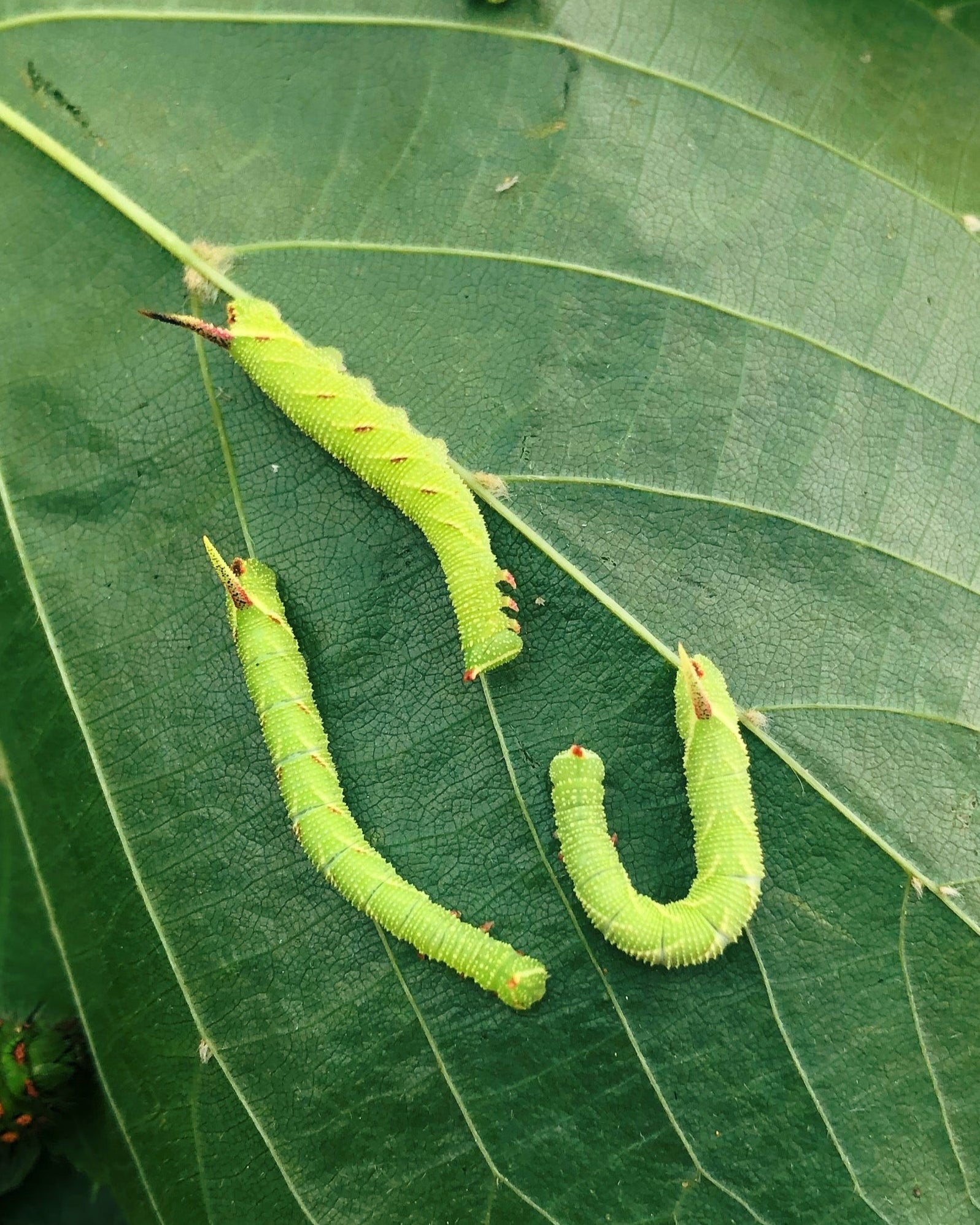 Live butterflies and moths for sale online UK. Order eggs, caterpillars, pupae, and cocoons. Watch the lifecycle unfold with insects to rear at home!