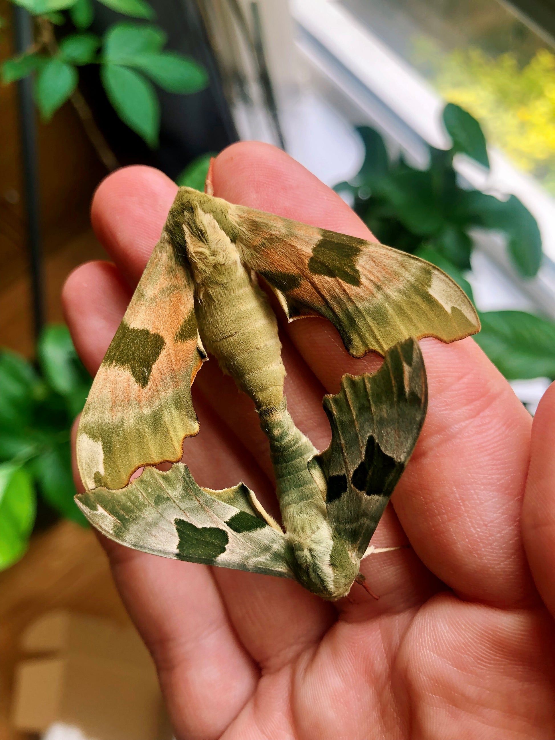 Live butterflies and moths for sale online UK. Order eggs, caterpillars, pupae, and cocoons. Watch the lifecycle unfold with insects to rear at home!