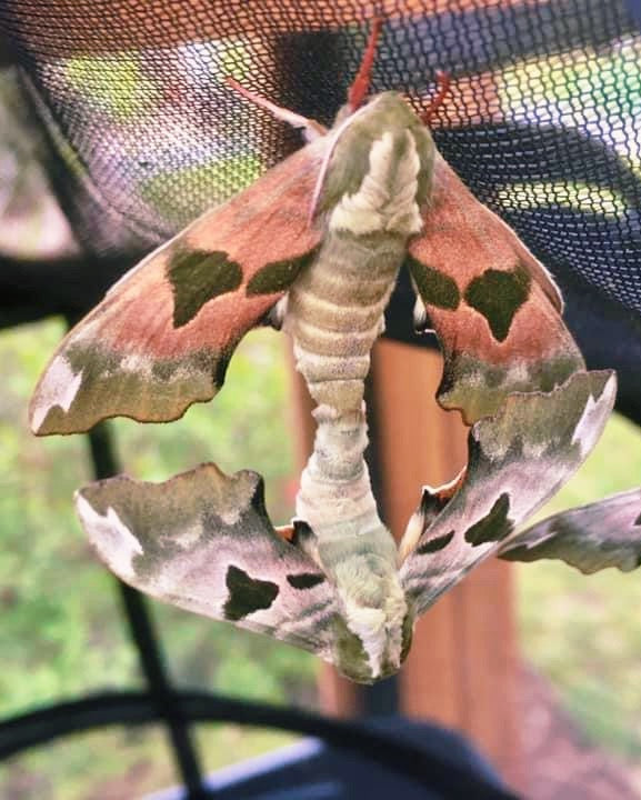 Live butterflies and moths for sale online UK. Order eggs, caterpillars, pupae, and cocoons. Watch the lifecycle unfold with insects to rear at home!