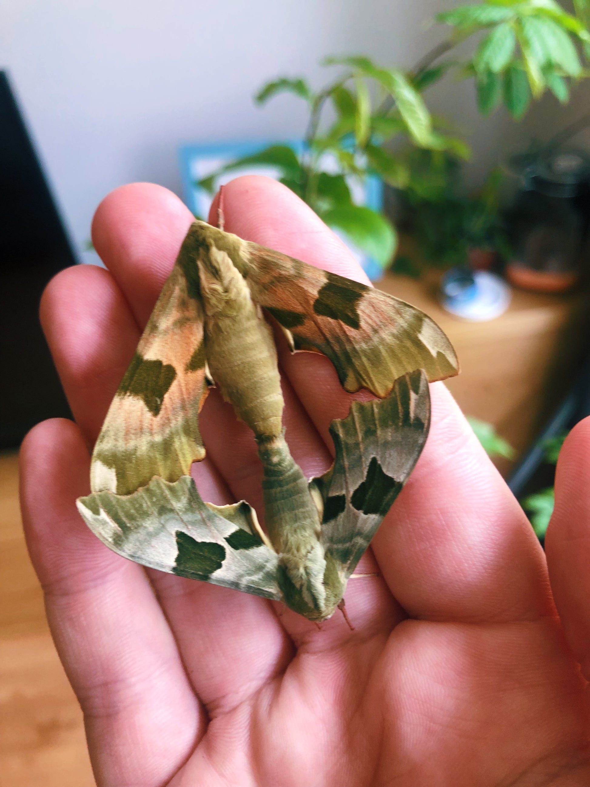 Live butterflies and moths for sale online UK. Order eggs, caterpillars, pupae, and cocoons. Watch the lifecycle unfold with insects to rear at home!