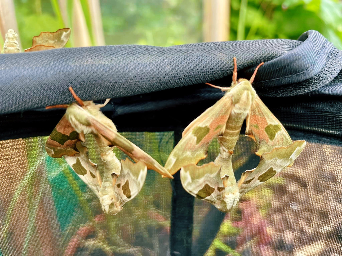 Live butterflies and moths for sale online UK. Order eggs, caterpillars, pupae, and cocoons. Watch the lifecycle unfold with insects to rear at home!