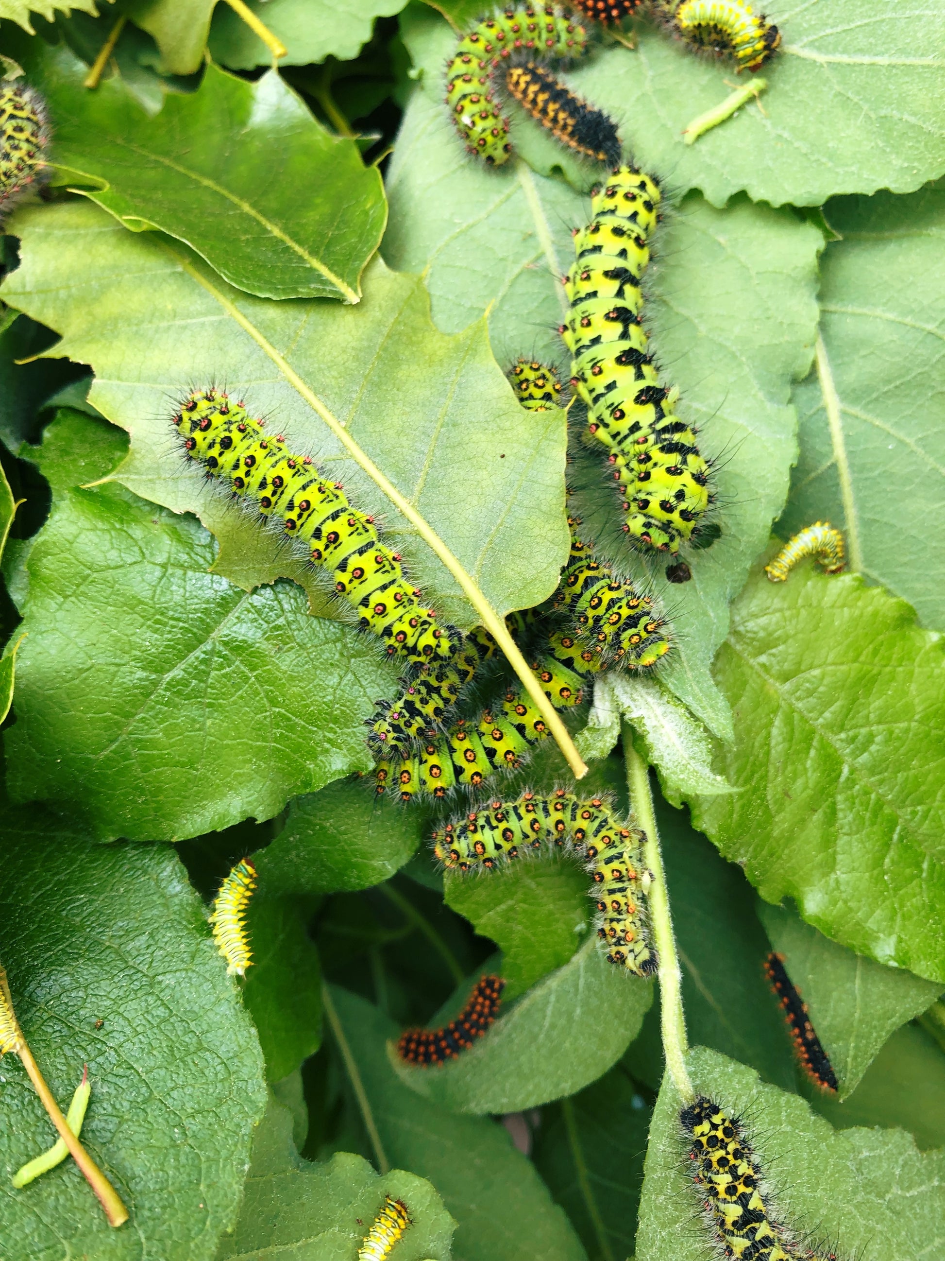 Live butterflies and moths for sale online UK. Order eggs, caterpillars, pupae, and cocoons. Watch the lifecycle unfold with insects to rear at home!