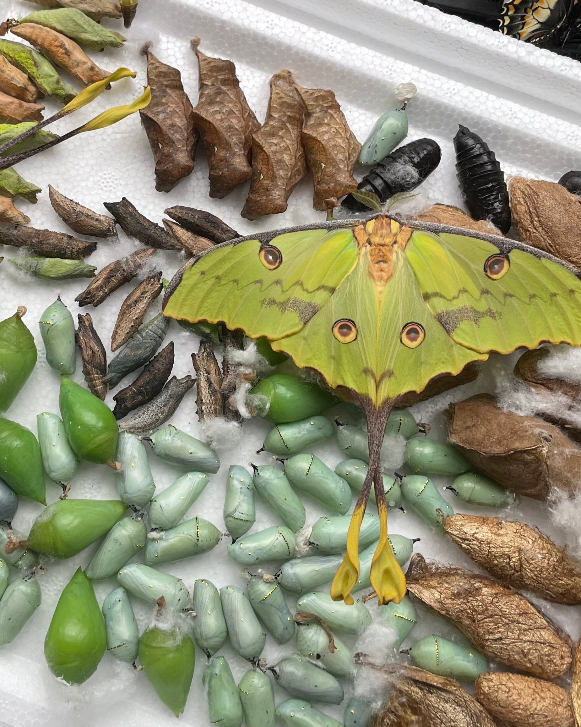 Live butterflies and moths for sale online UK. Order eggs, caterpillars, pupae, and cocoons. Watch the lifecycle unfold with insects to rear at home!