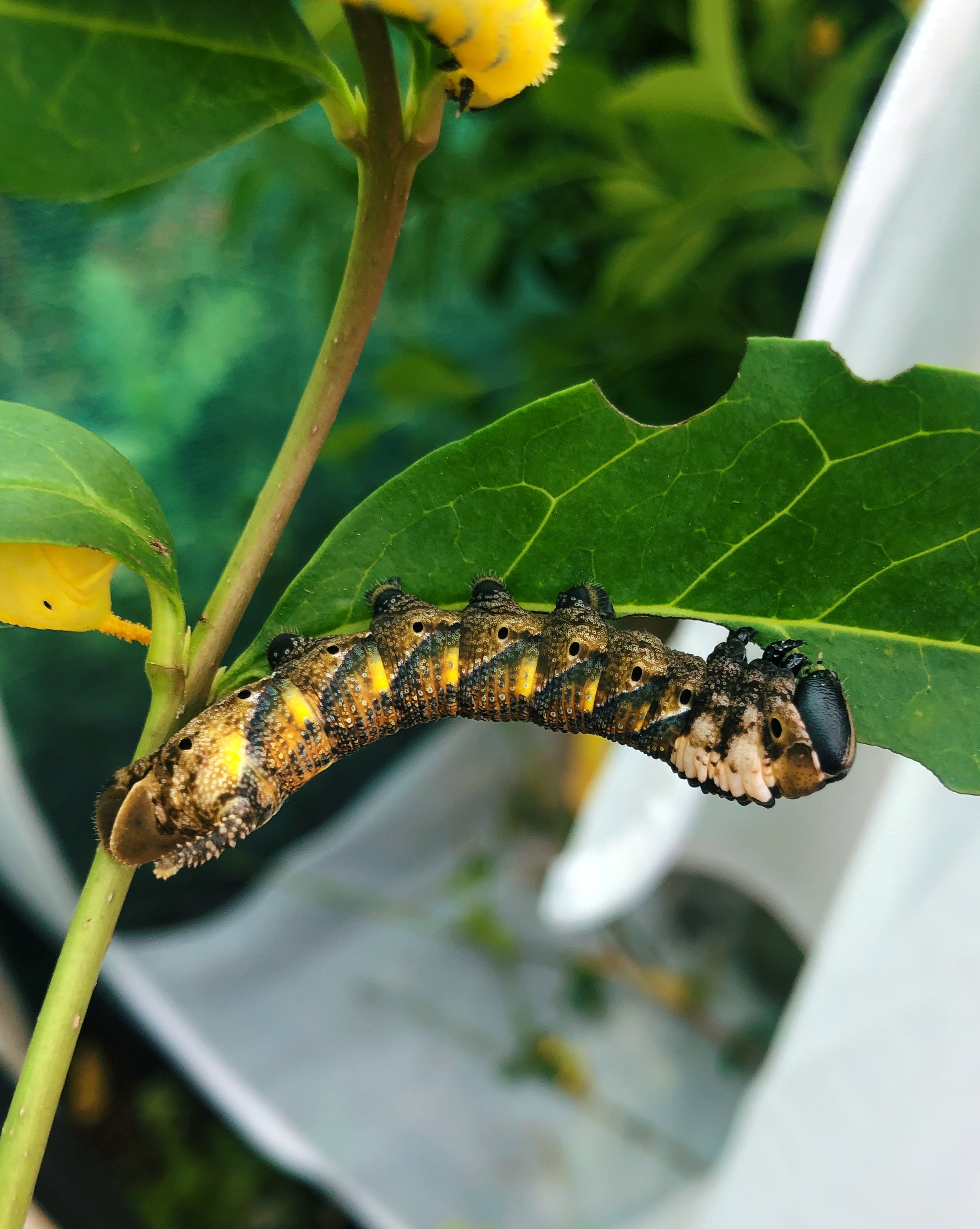 Live butterflies and moths for sale online UK. Order eggs, caterpillars, pupae, and cocoons. Watch the lifecycle unfold with insects to rear at home!