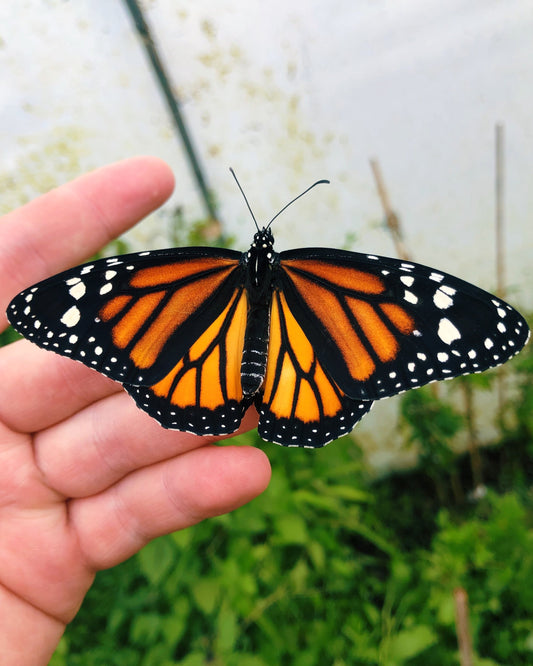 Live butterfly pupae for sale online UK