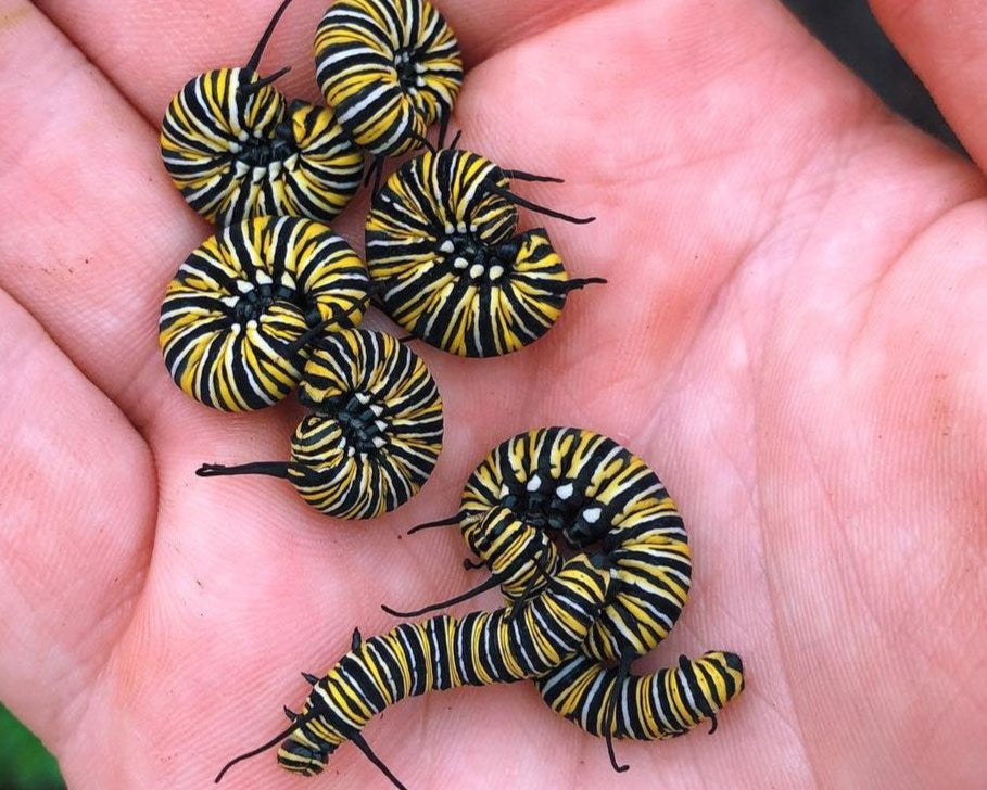 Live monarch butterfly eggs for sale online UK