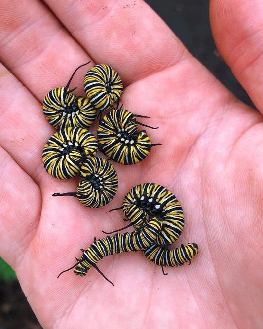 Live monarch butterfly eggs for sale online UK