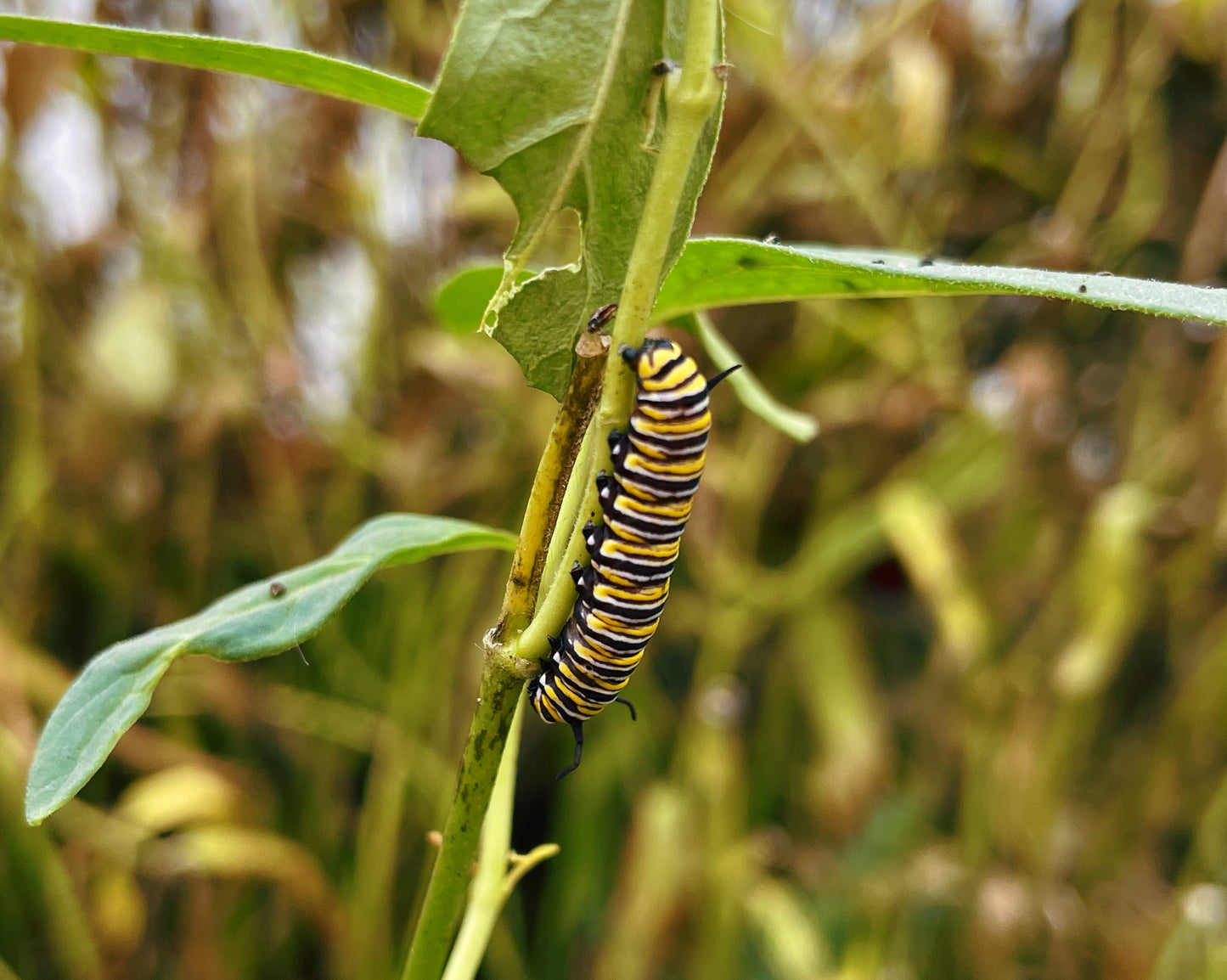 Live butterflies and moths for sale online UK. Order eggs, caterpillars, pupae, and cocoons. Watch the lifecycle unfold with insects to rear at home!