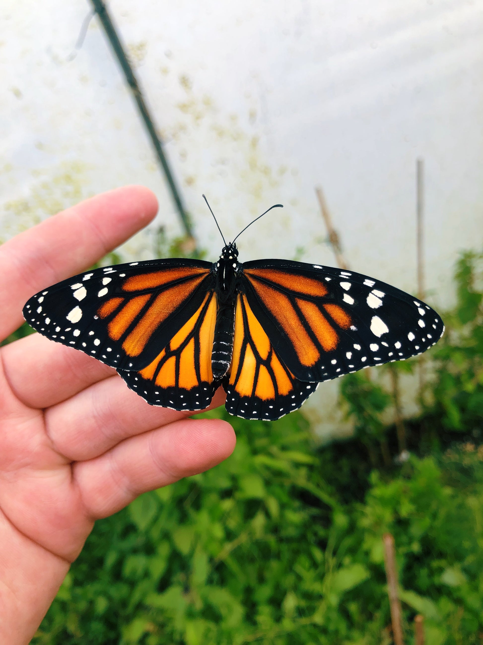 Live butterflies and moths for sale online UK. Order eggs, caterpillars, pupae, and cocoons. Watch the lifecycle unfold with insects to rear at home!