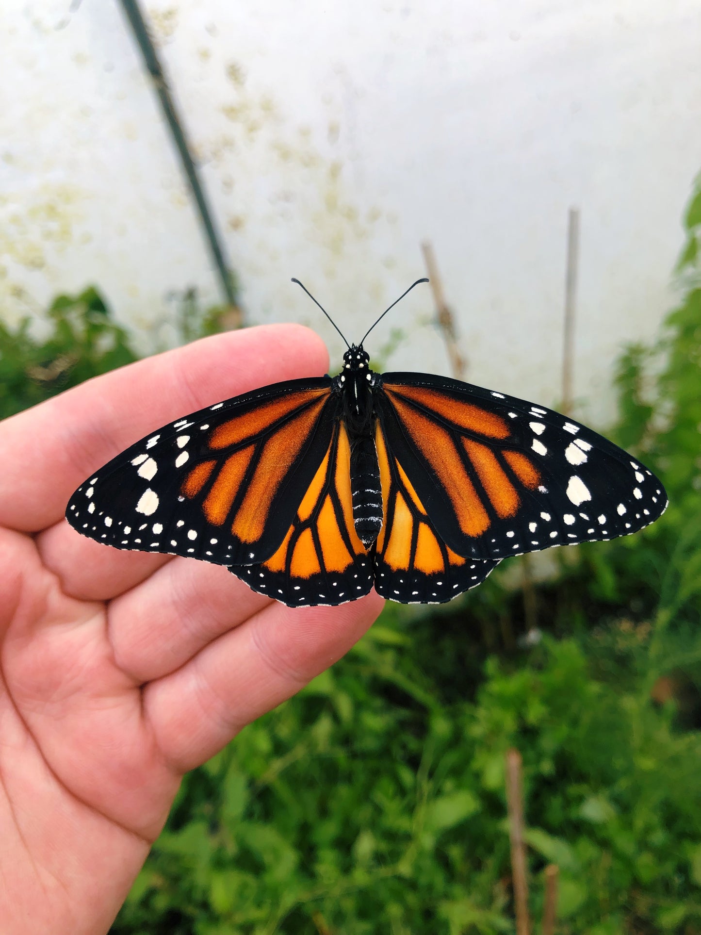 Live butterflies and moths for sale online UK. Order eggs, caterpillars, pupae, and cocoons. Watch the lifecycle unfold with insects to rear at home!