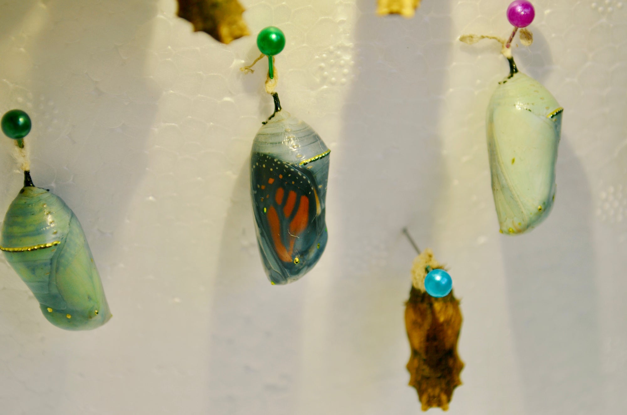 Caring for Eggs and Raising Caterpillars - Butterflies and Moths – Bugs ...