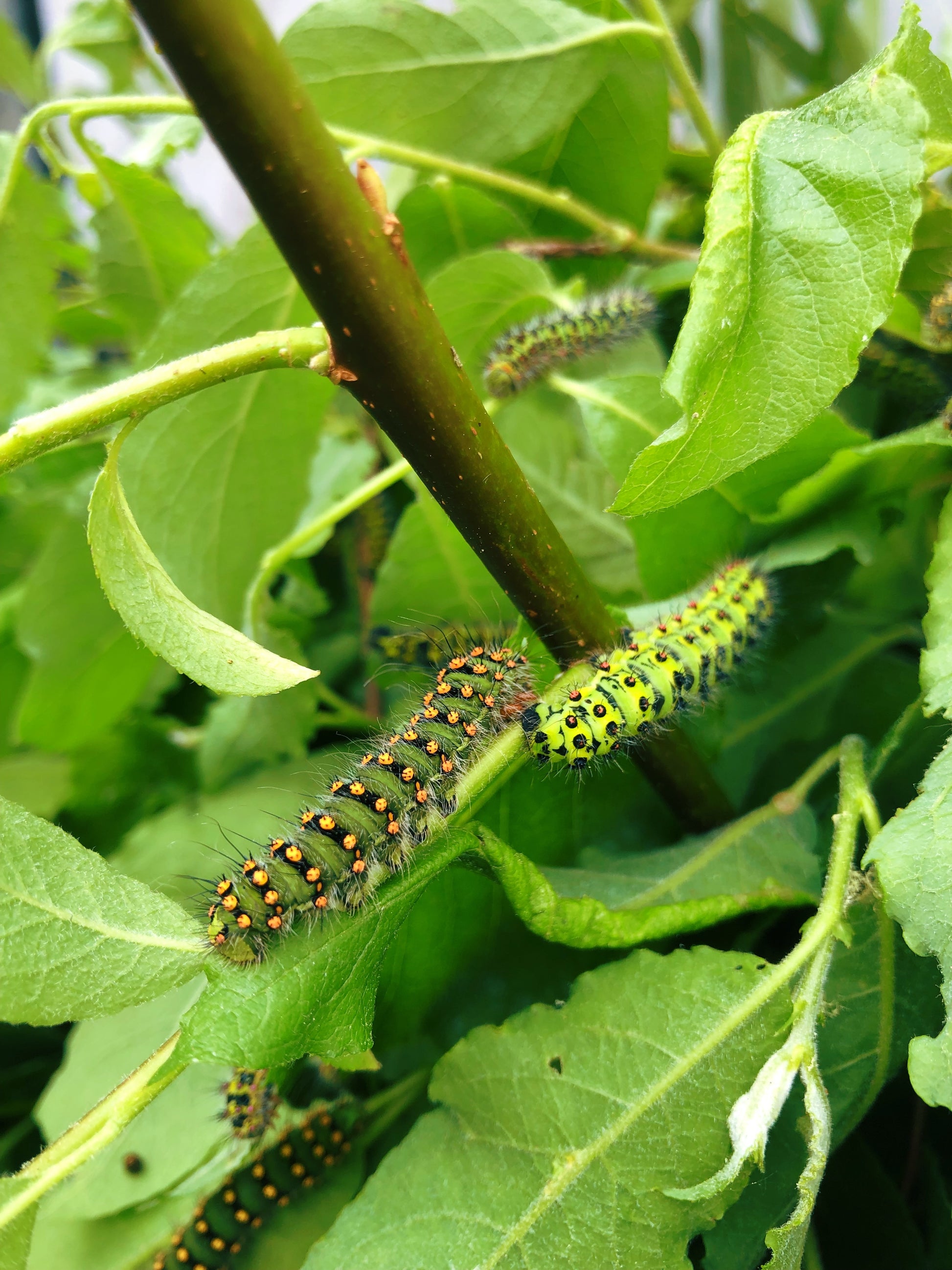 Live butterflies and moths for sale online UK. Order eggs, caterpillars, pupae, and cocoons. Watch the lifecycle unfold with insects to rear at home!