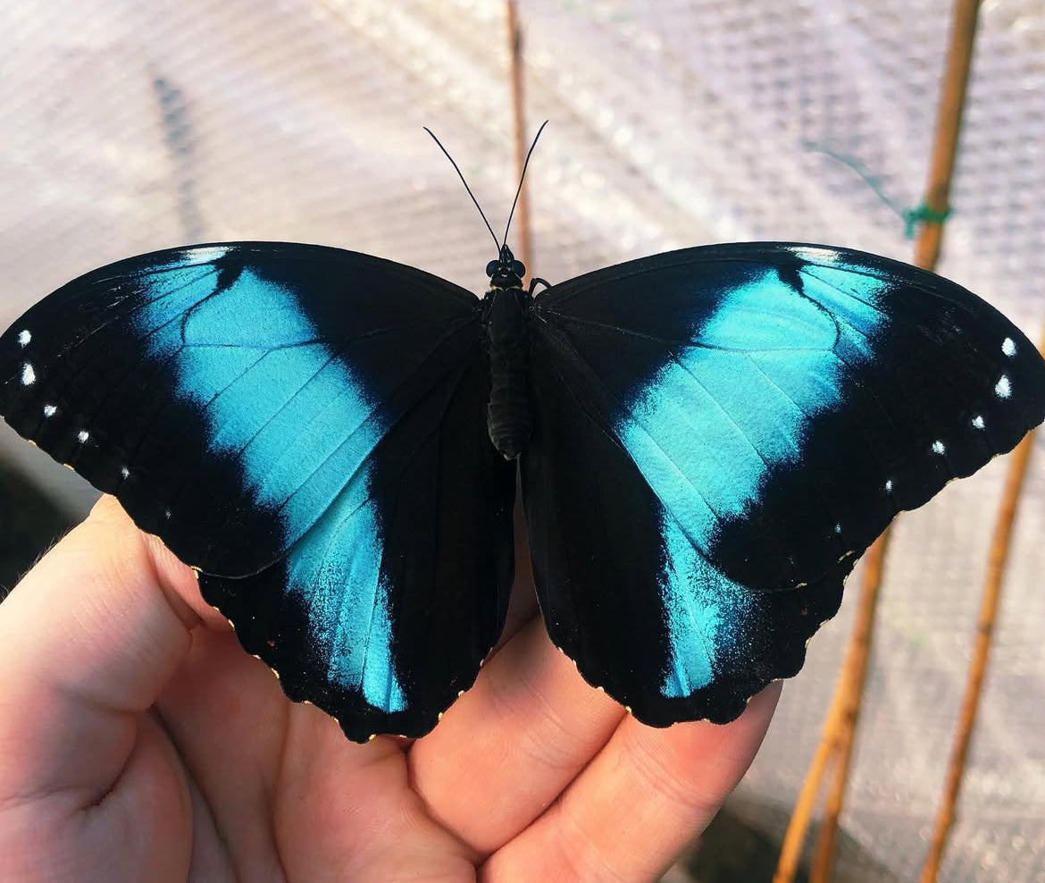 Live butterflies and moths for sale online UK. Order eggs, caterpillars, pupae, and cocoons. Watch the lifecycle unfold with insects to rear at home!