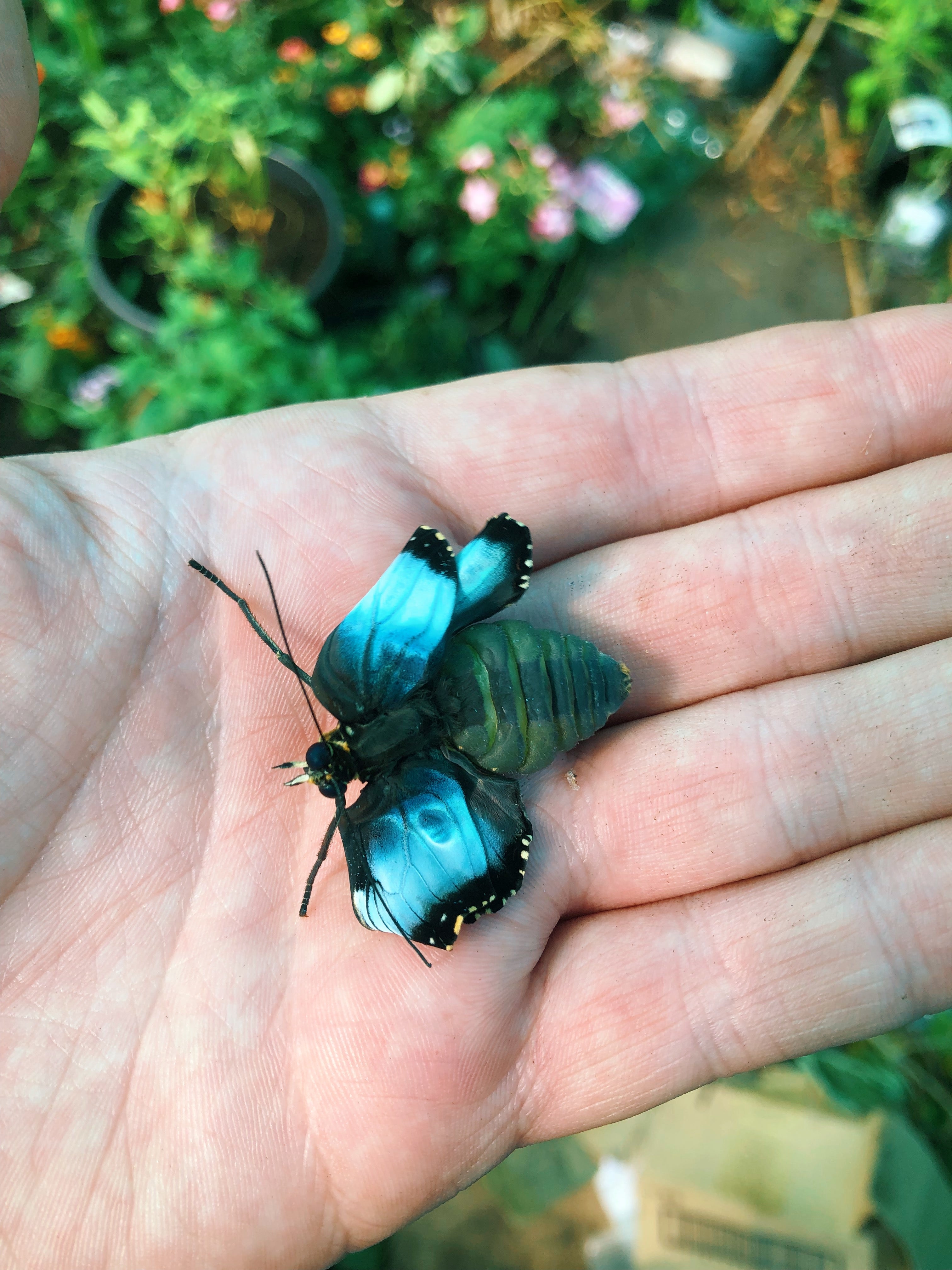 Live butterflies and moths for sale online UK. Buy eggs, caterpillars, pupae, and cocoons. Watch the lifecycle unfold with insects to rear at home!