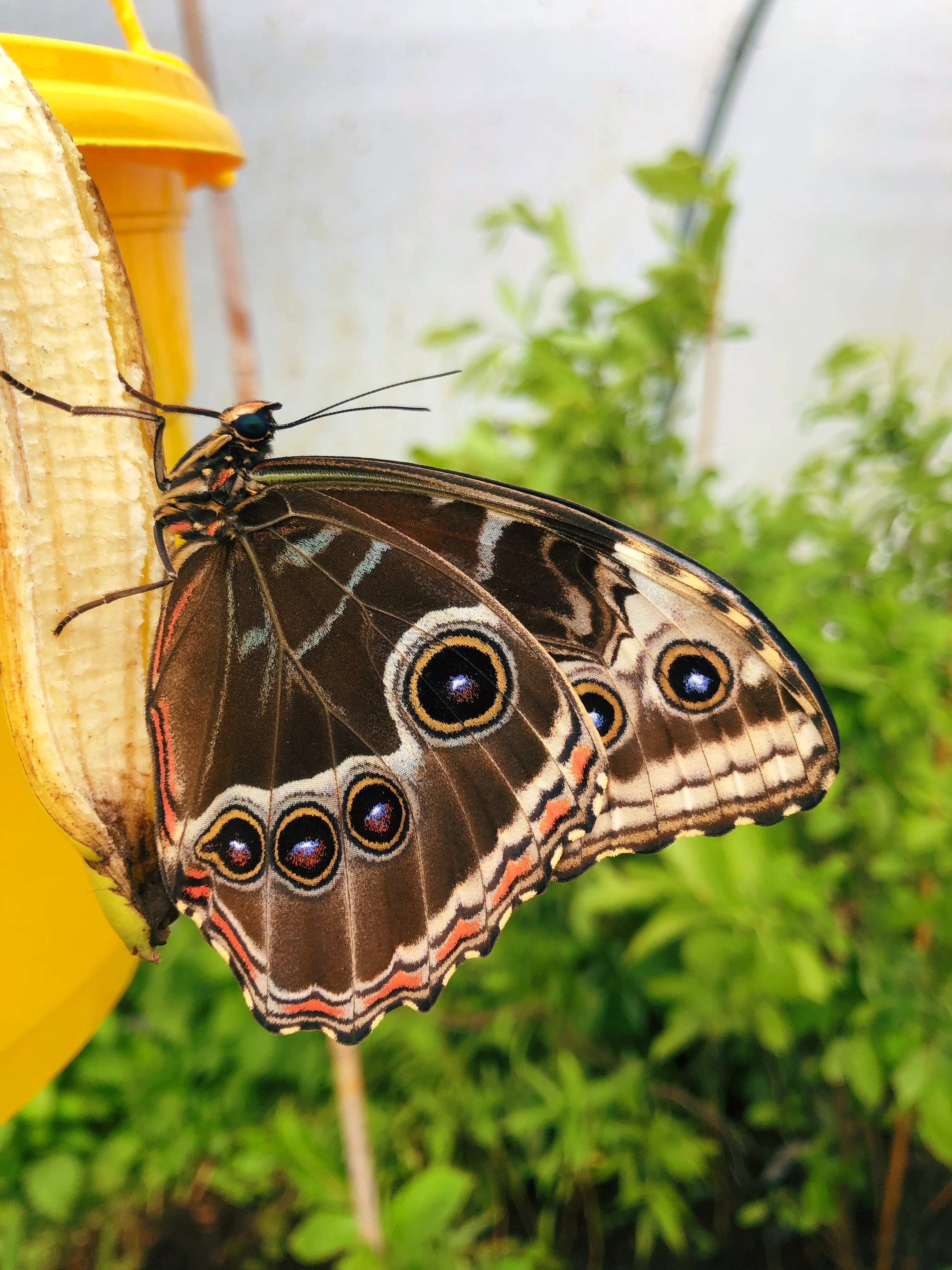 Live butterflies and moths for sale online UK. Buy eggs, caterpillars, pupae, and cocoons. Watch the lifecycle unfold with insects to rear at home!