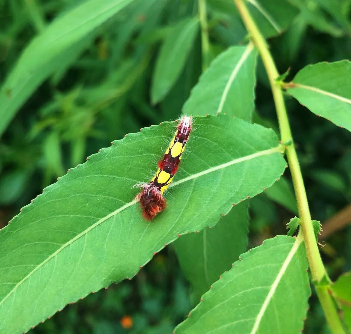 Live butterflies and moths for sale online UK. Order eggs, caterpillars, pupae, and cocoons. Watch the lifecycle unfold with insects to rear at home!